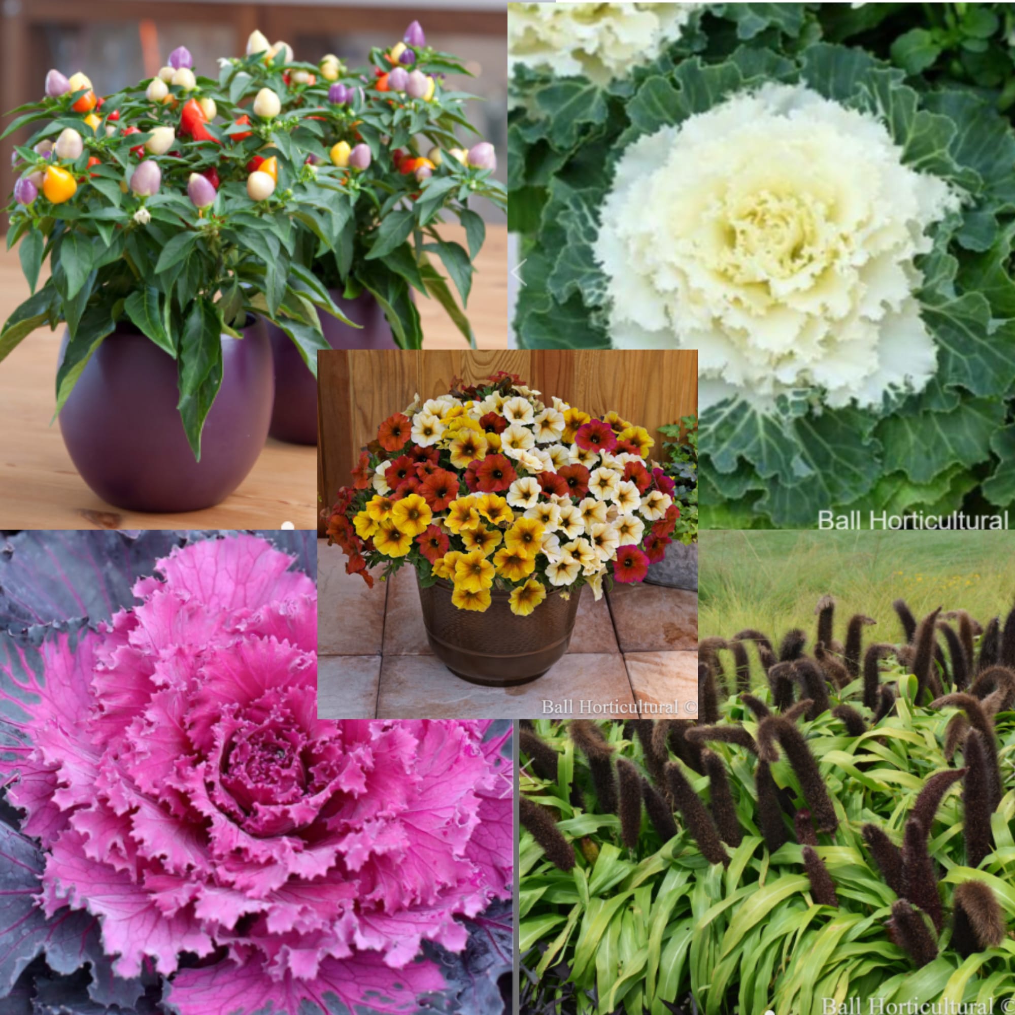 Other Fall Plants for Fundraiser Flower Bouquet