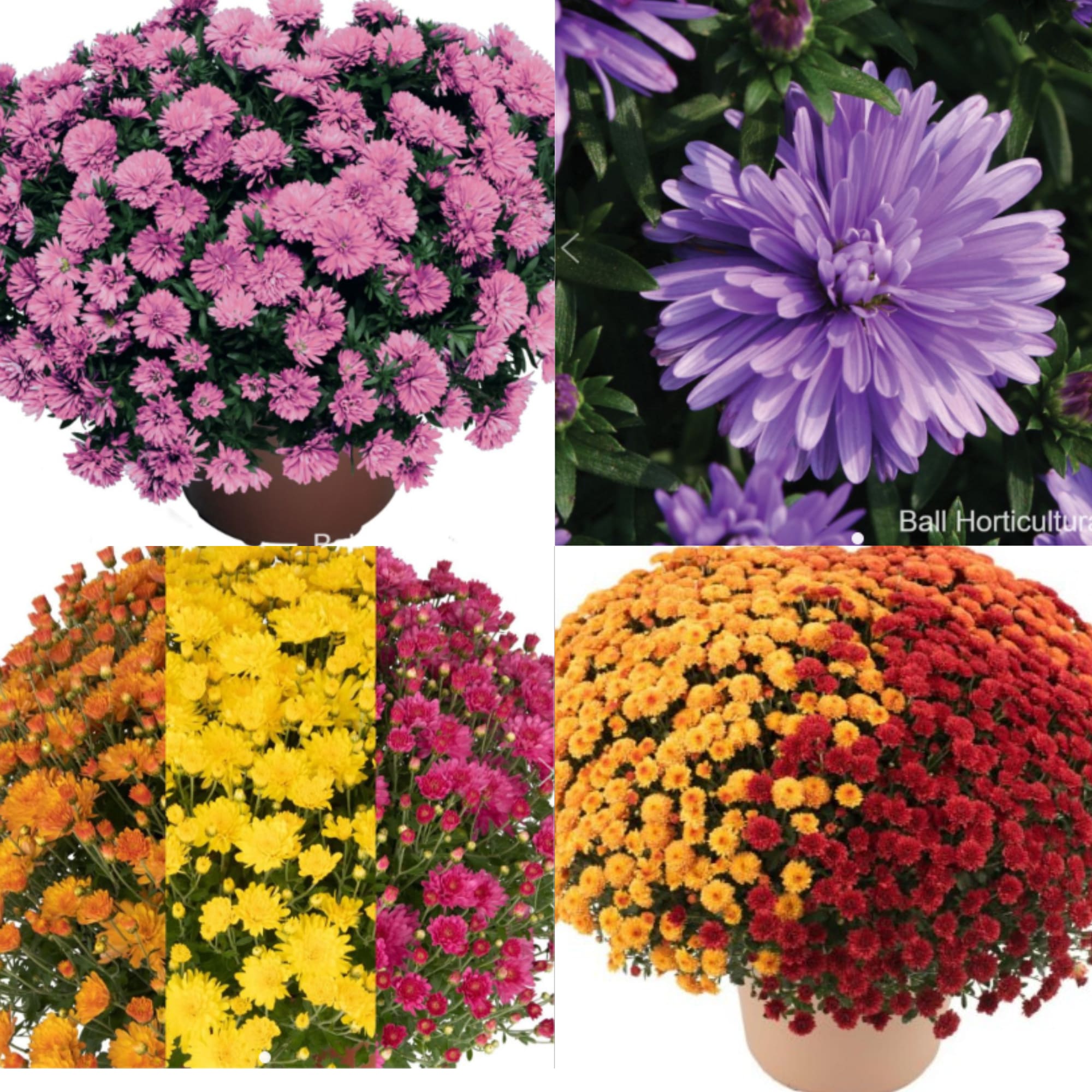 Large Mums & Perennial Asters (12'') Flower Bouquet