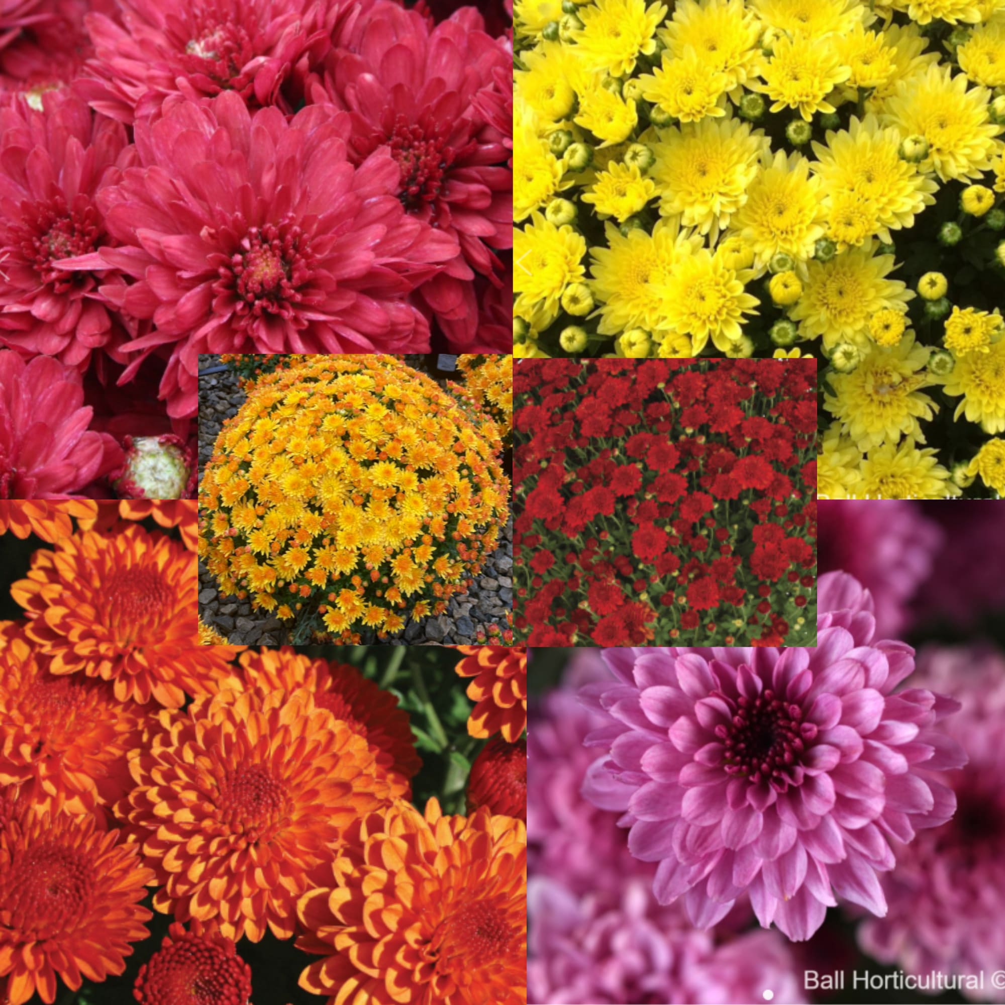 Mums: Blooms Starting Mid Sept Flower Bouquet