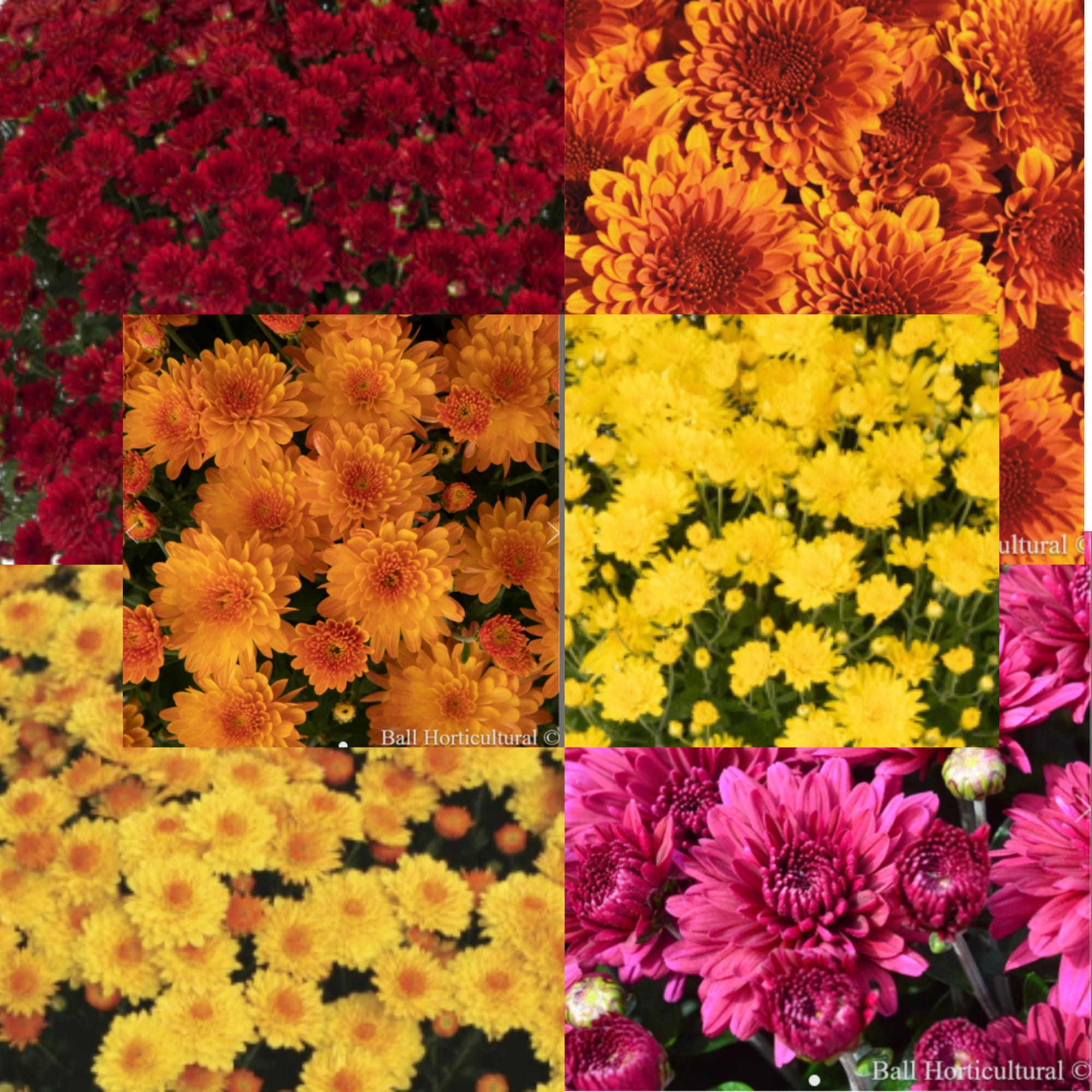 Mums: Blooms Start Sept/Early Oct Flower Bouquet