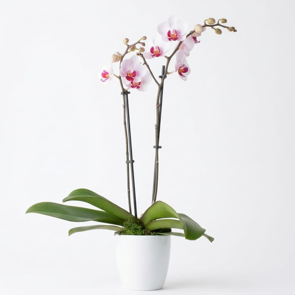 Enchanting Orchid Plant Flower Bouquet