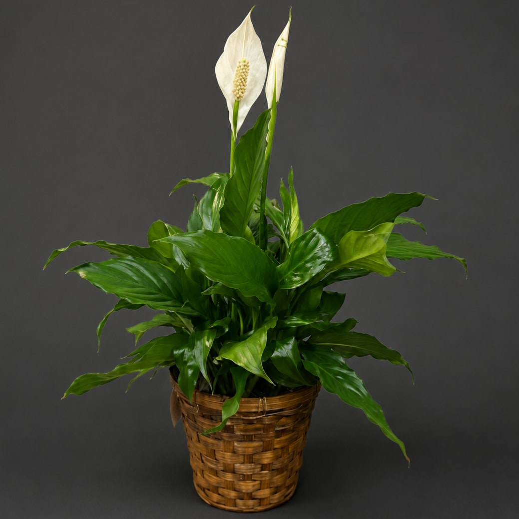 Peace Lily Plant