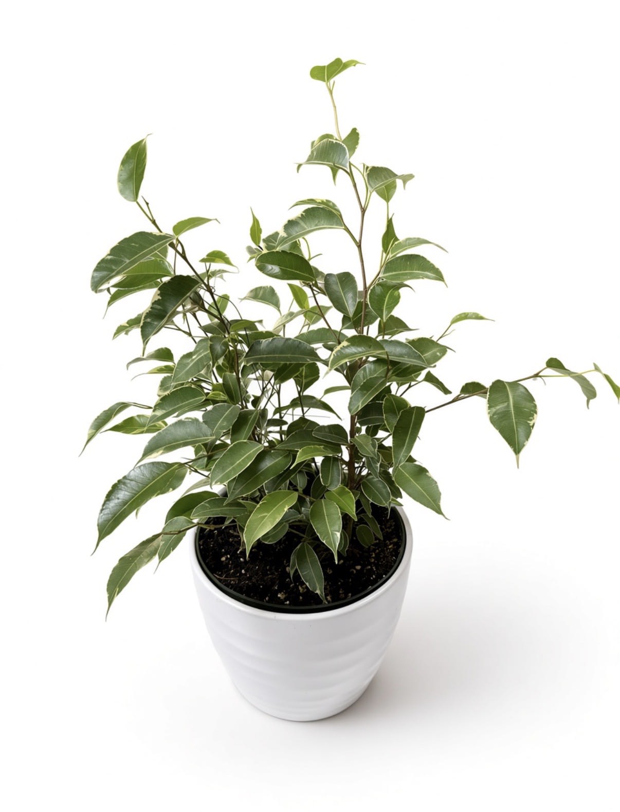 Ficus in a Ceramic Pot Flower Bouquet