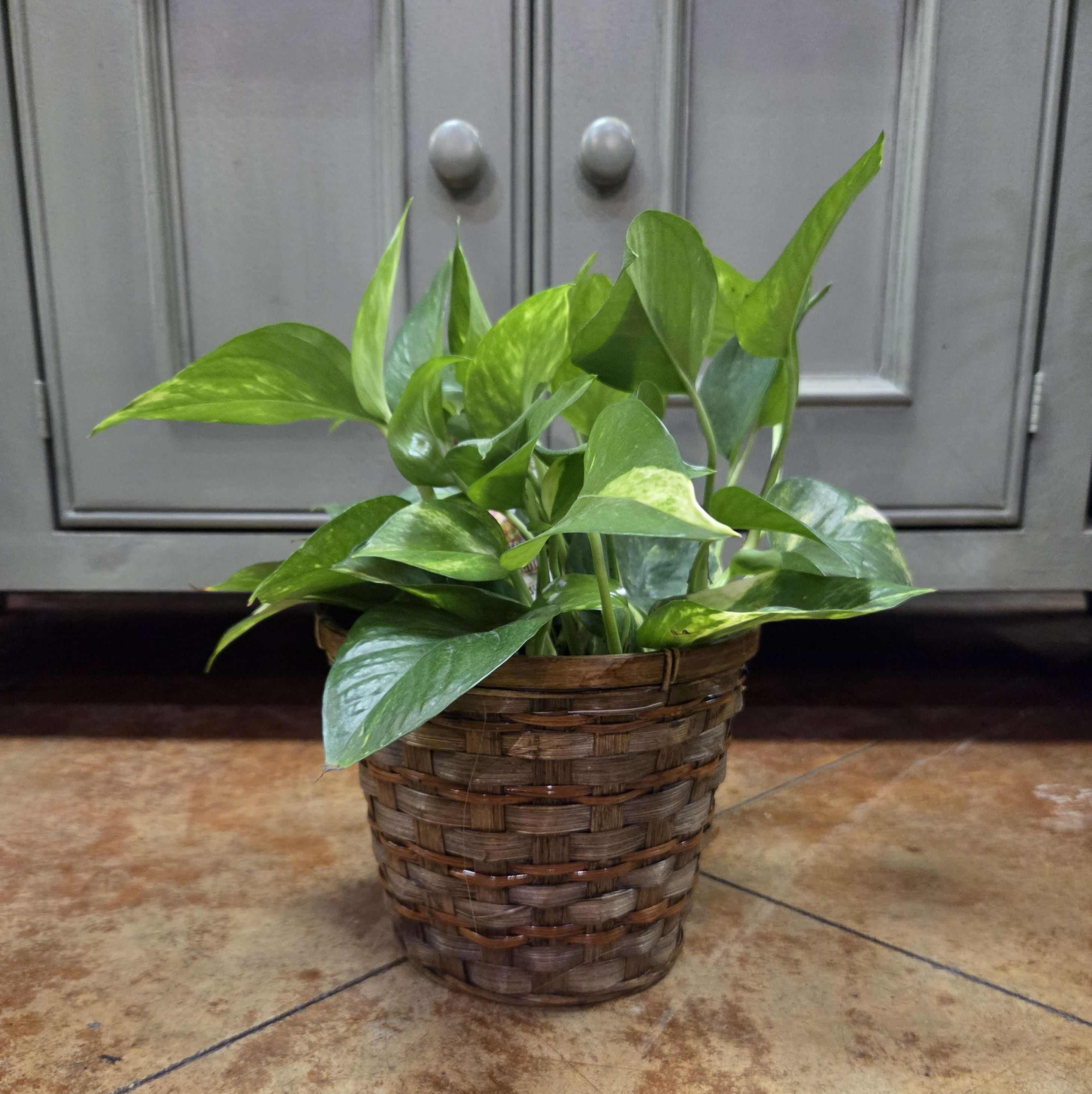 6" Pothos Plant Flower Bouquet