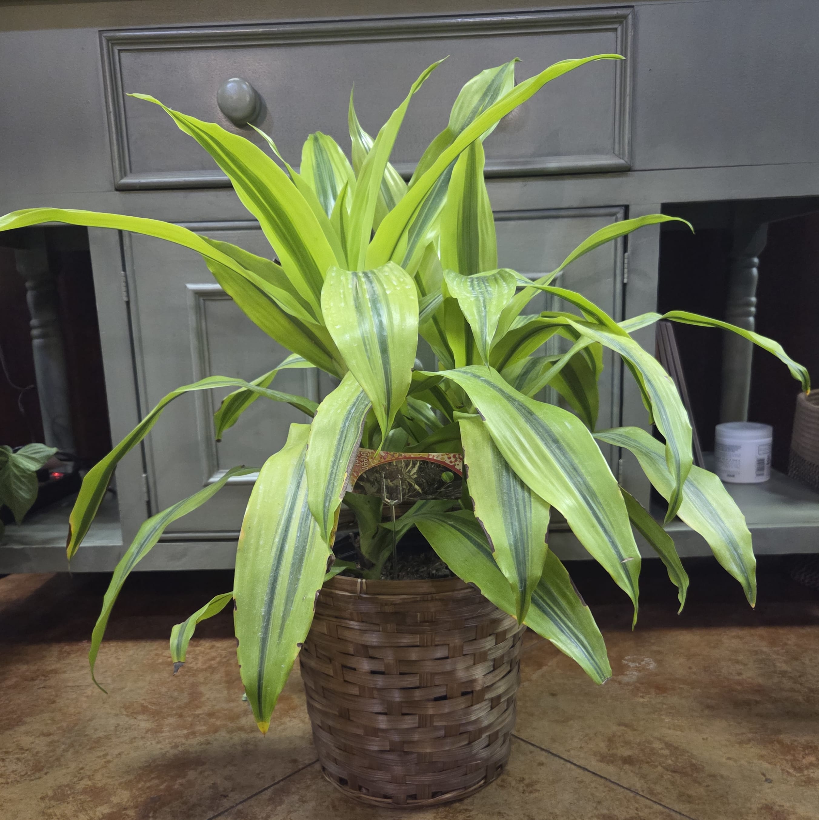 8" Lemon-Lime Dracaena Plant Flower Bouquet