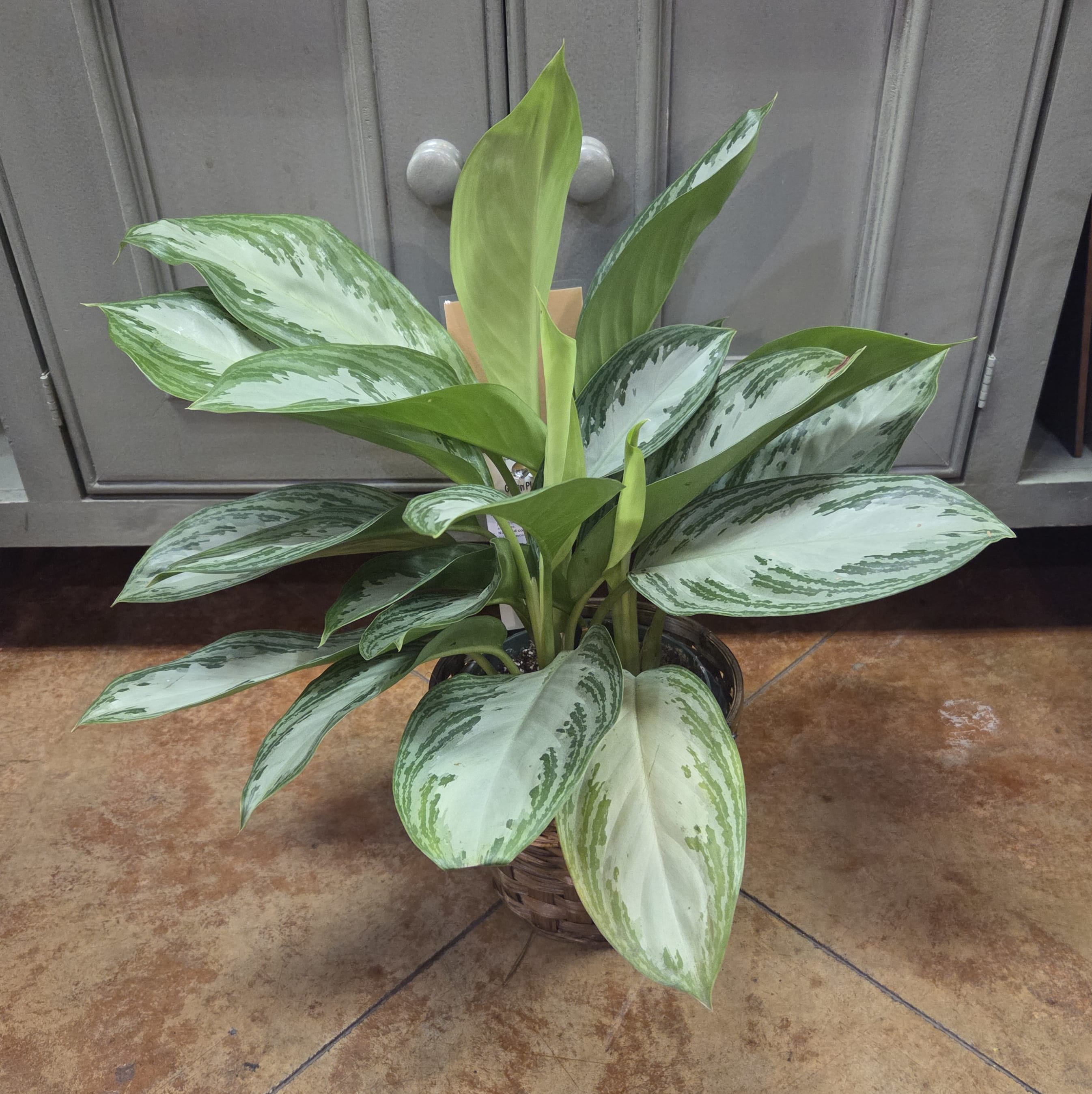 6" Silver Bay Aglaonema Flower Bouquet
