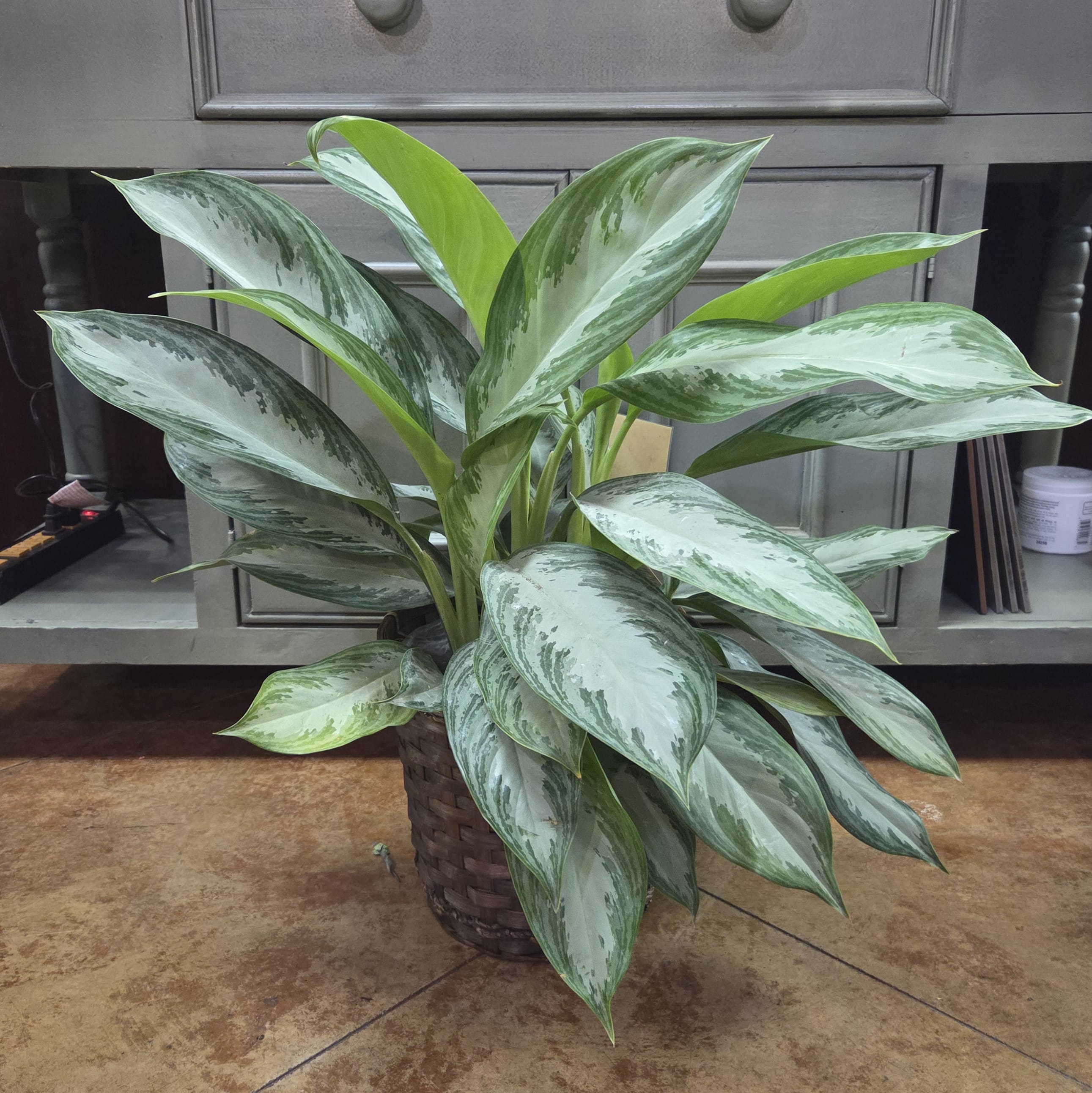 8" Silver Bay Aglaonema Flower Bouquet