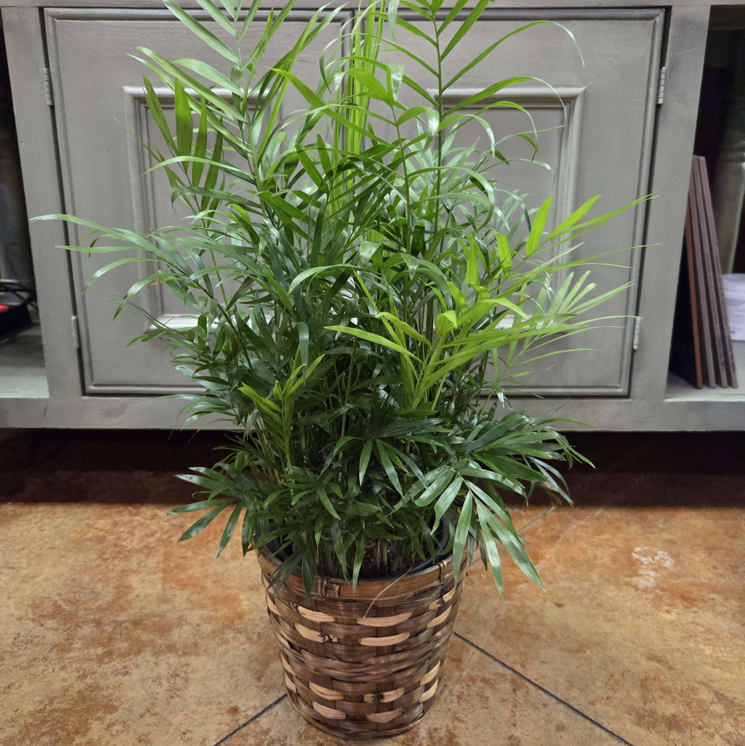 6" Neanthe Belle Palm Plant Flower Bouquet