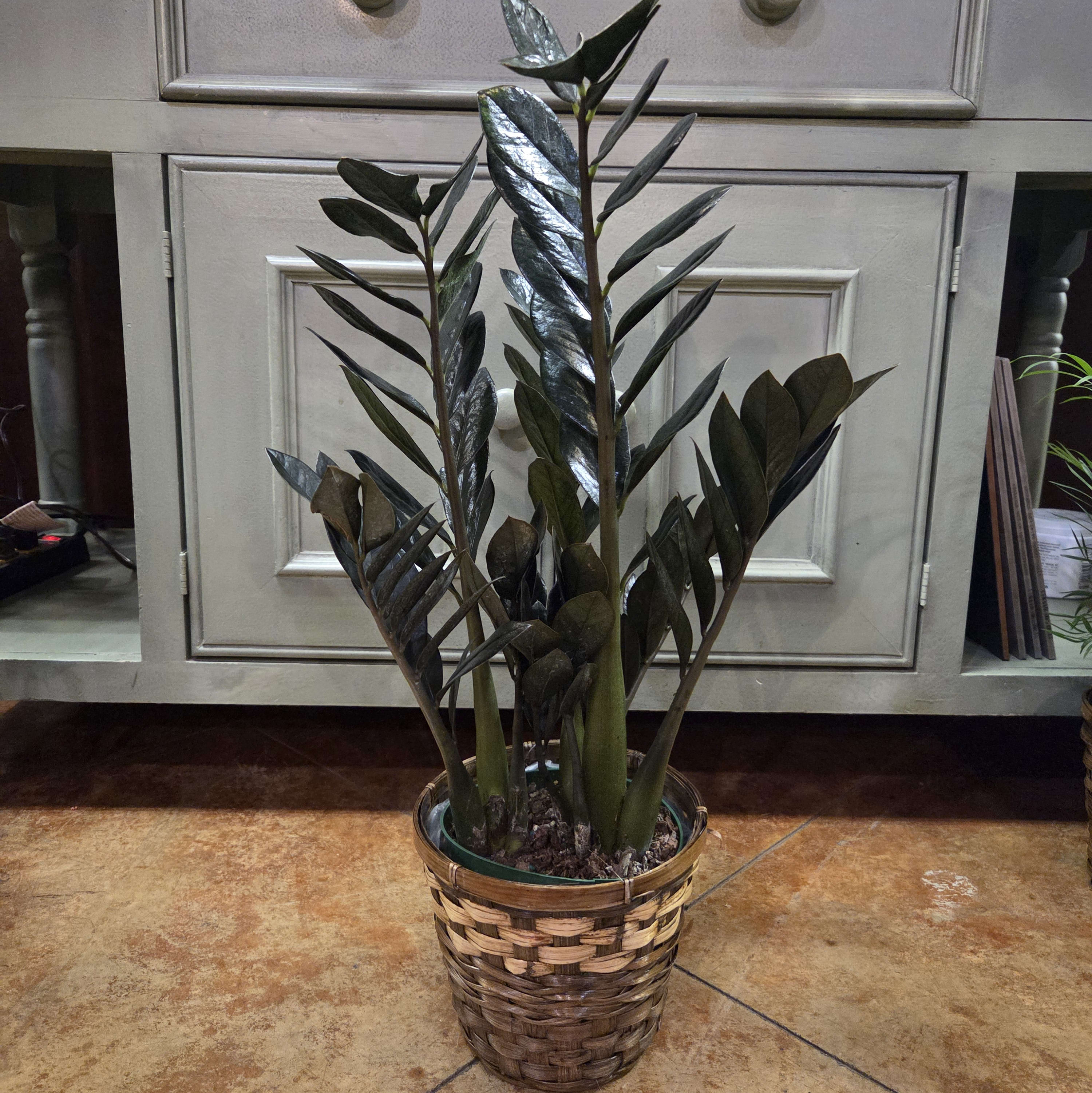 6" Raven ZZ Plant Flower Bouquet