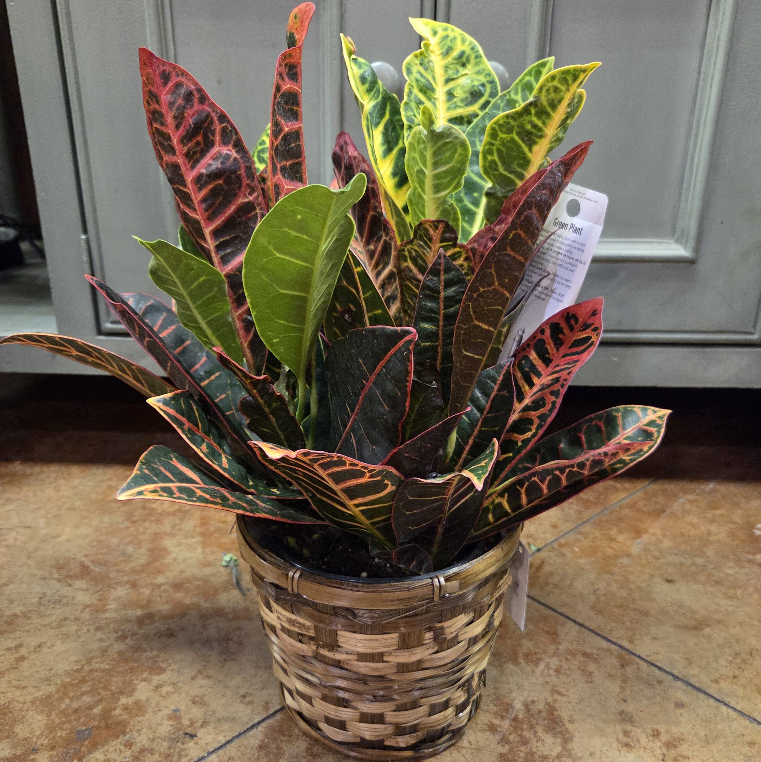 6" Croton Plant Flower Bouquet
