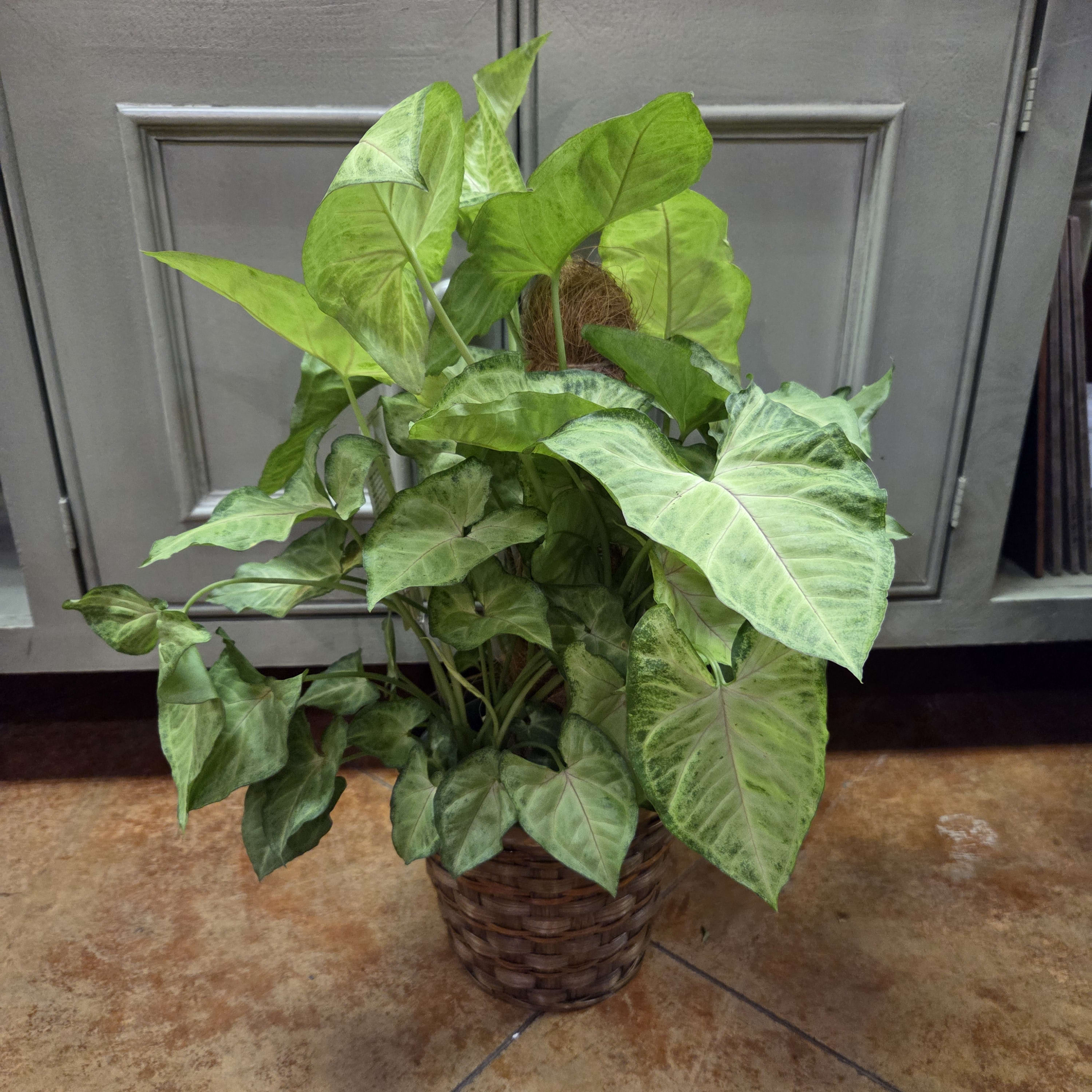 6" Nephthyis in basket Flower Bouquet
