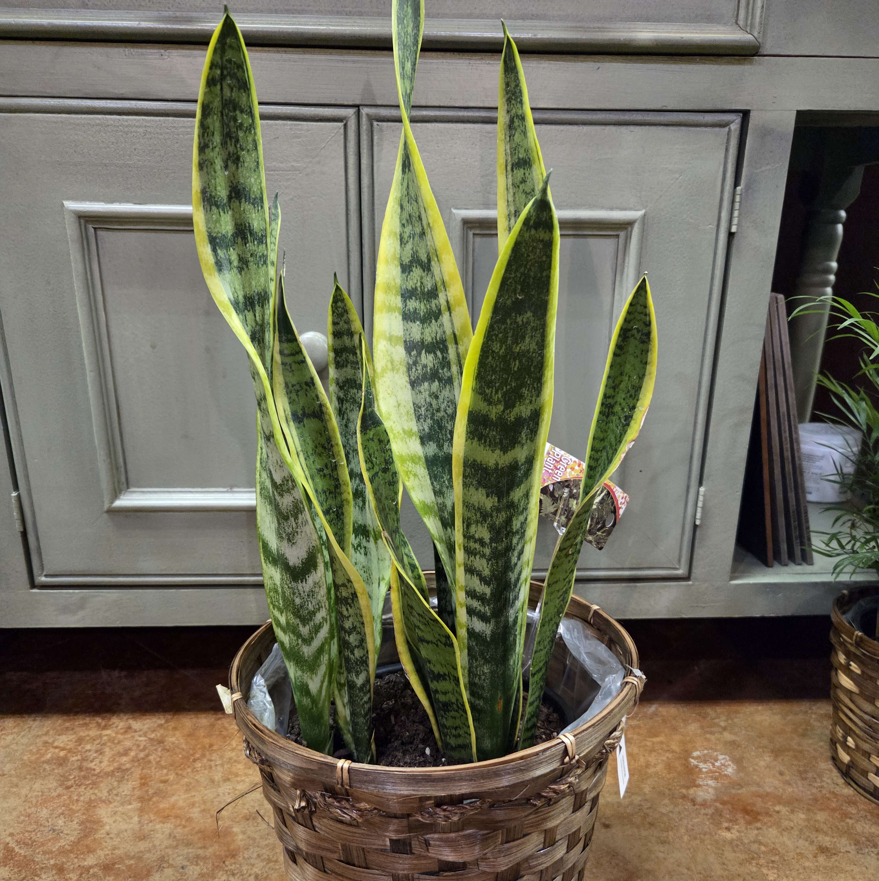 6" Variegated Sanseveria Flower Bouquet