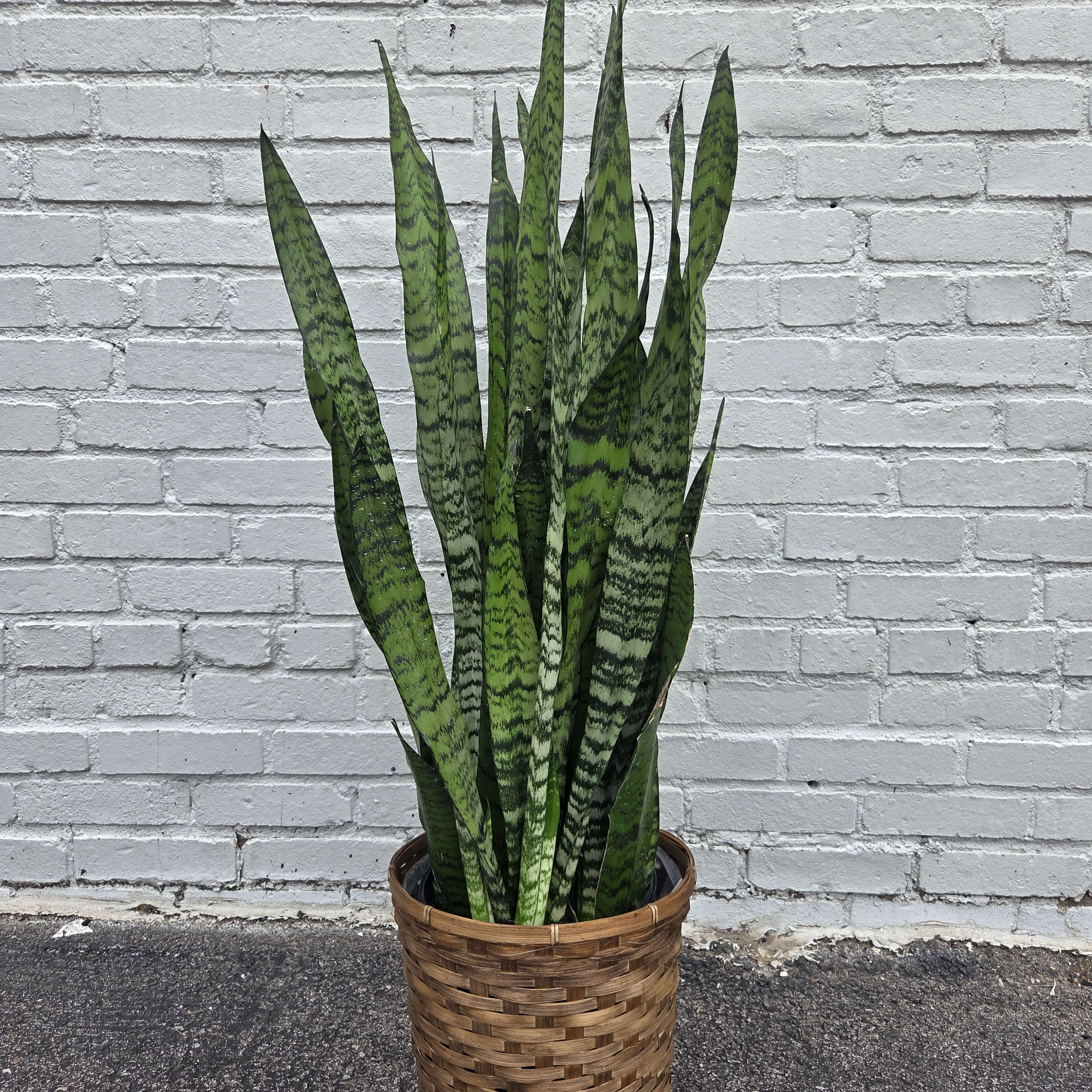 8" Sanseverivia Plant Flower Bouquet
