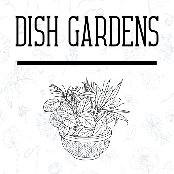 Dish Gardens