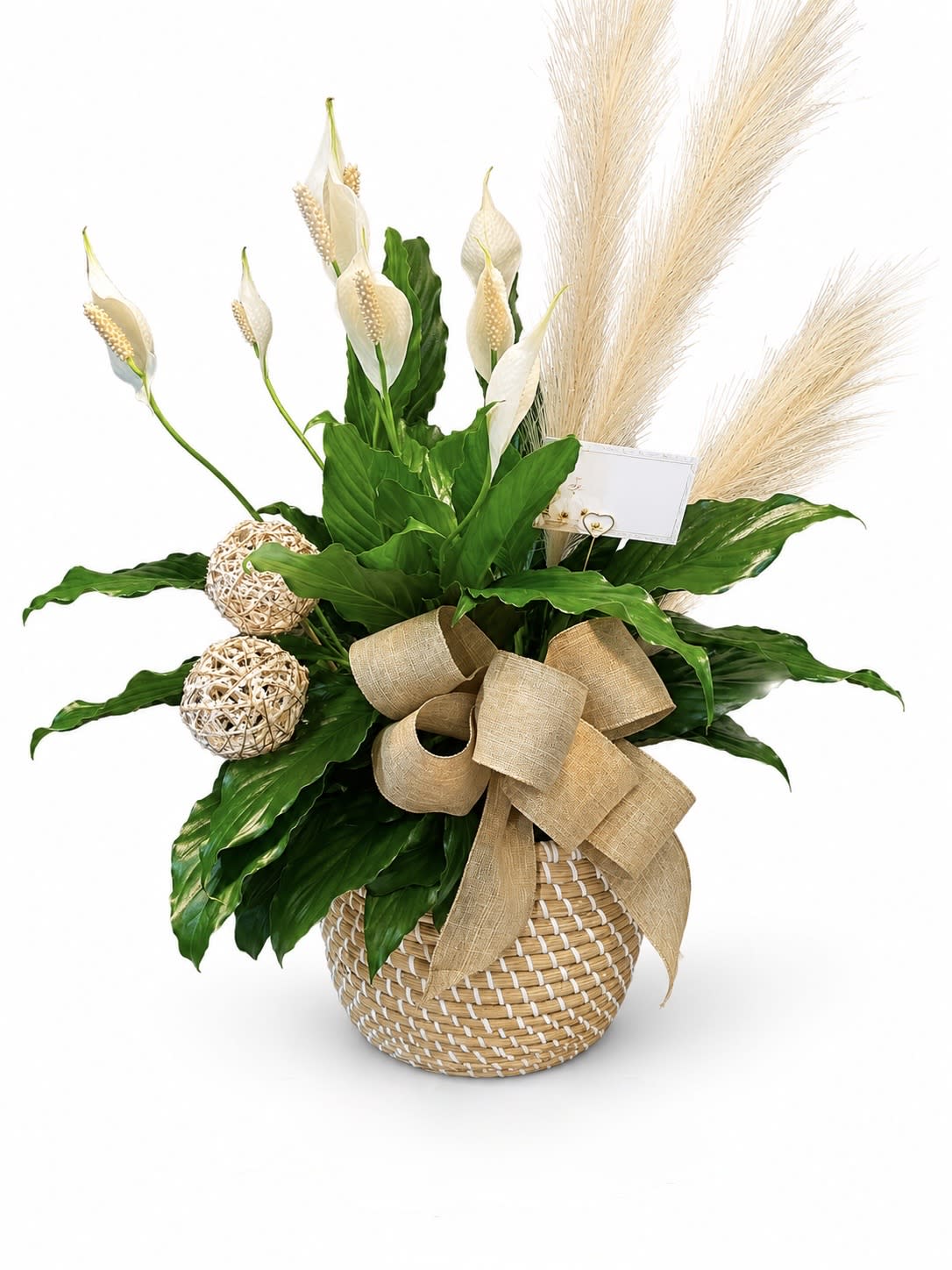 Peace Lily And Elegance