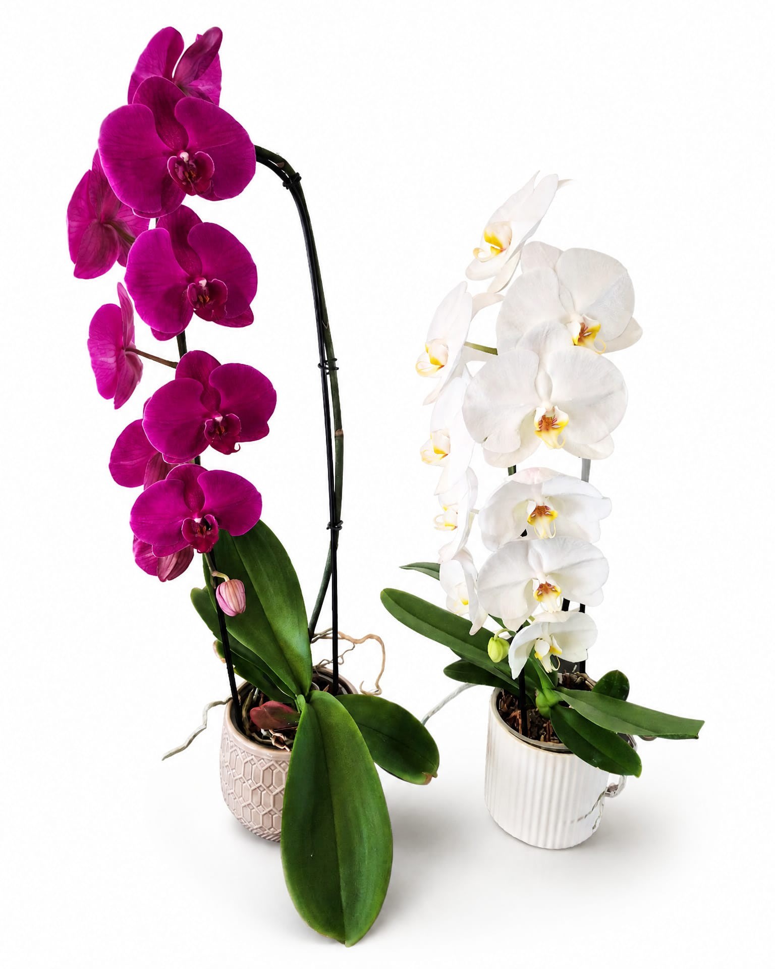 Phalaenopsis Orchid Plant w/Pot