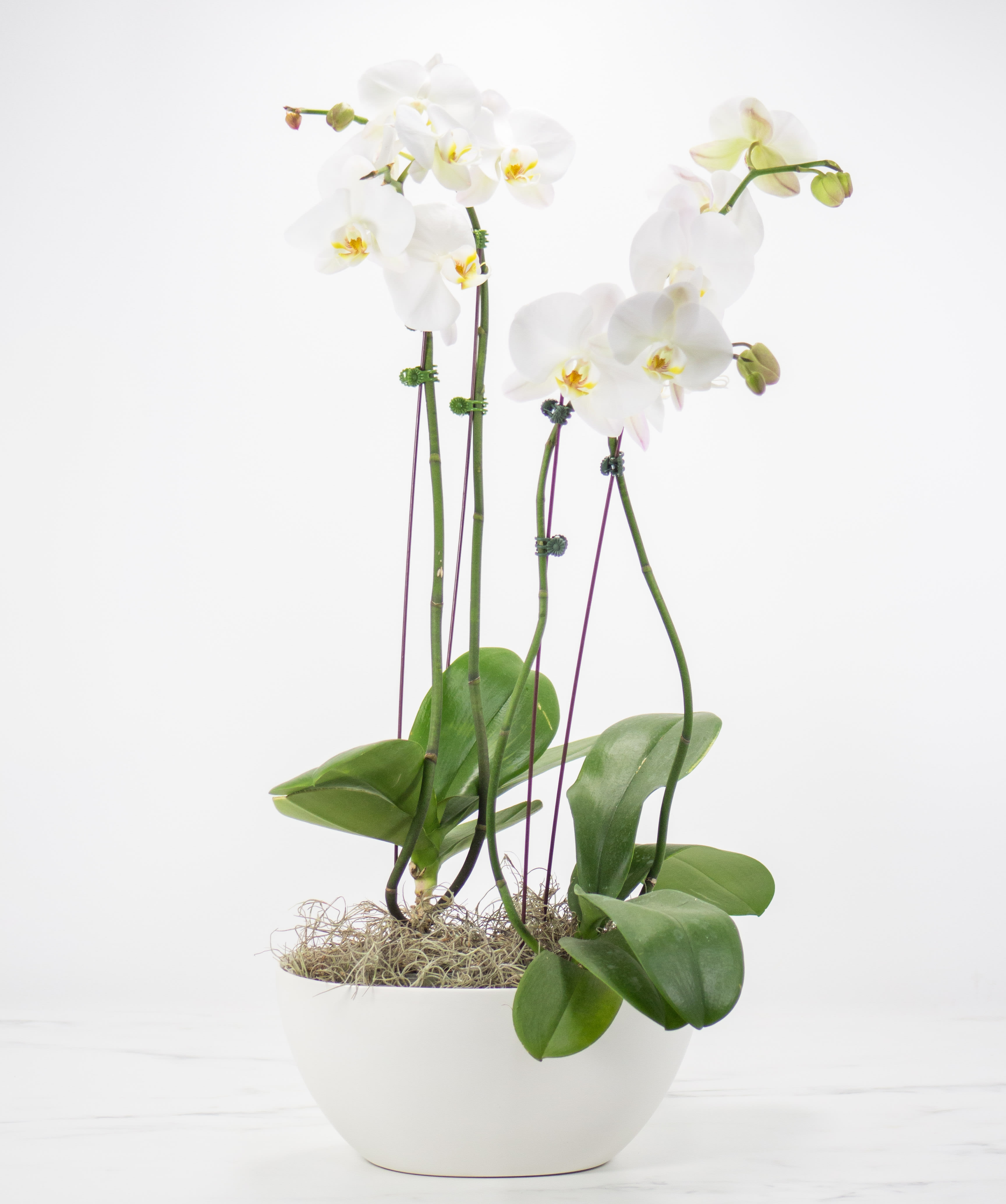 Double Orchid Plant Flower Bouquet