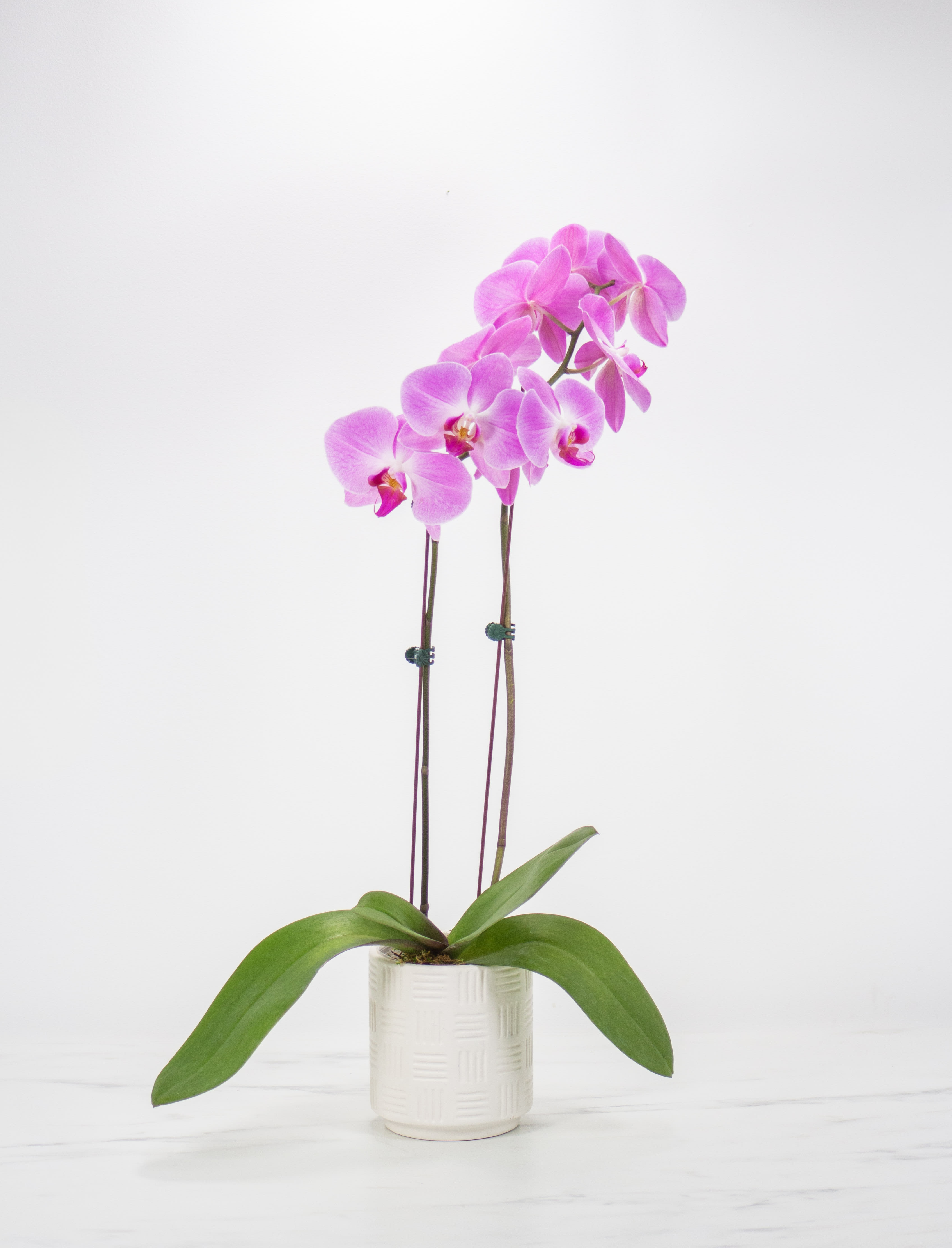 Orchid Plant Flower Bouquet