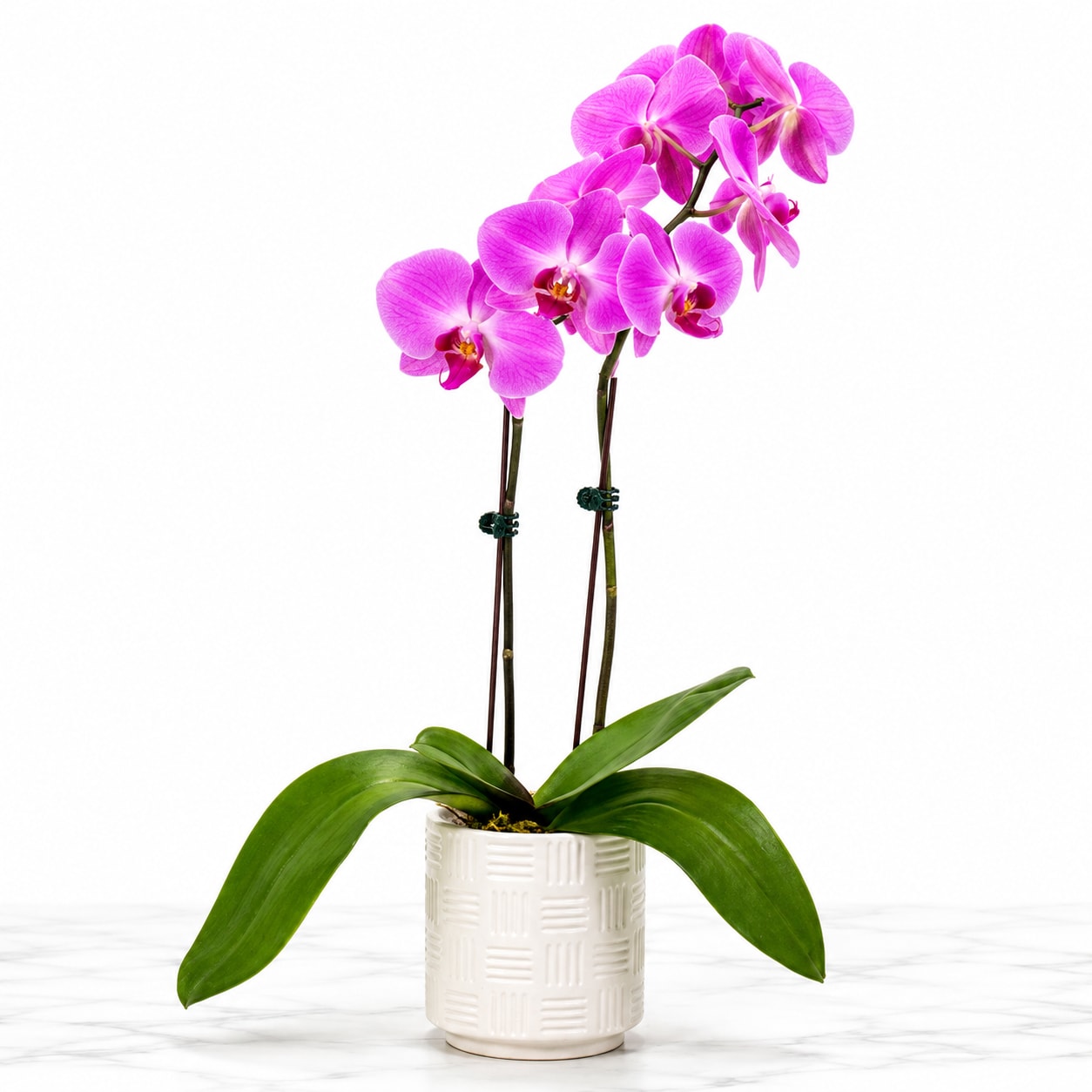 Orchid Plant