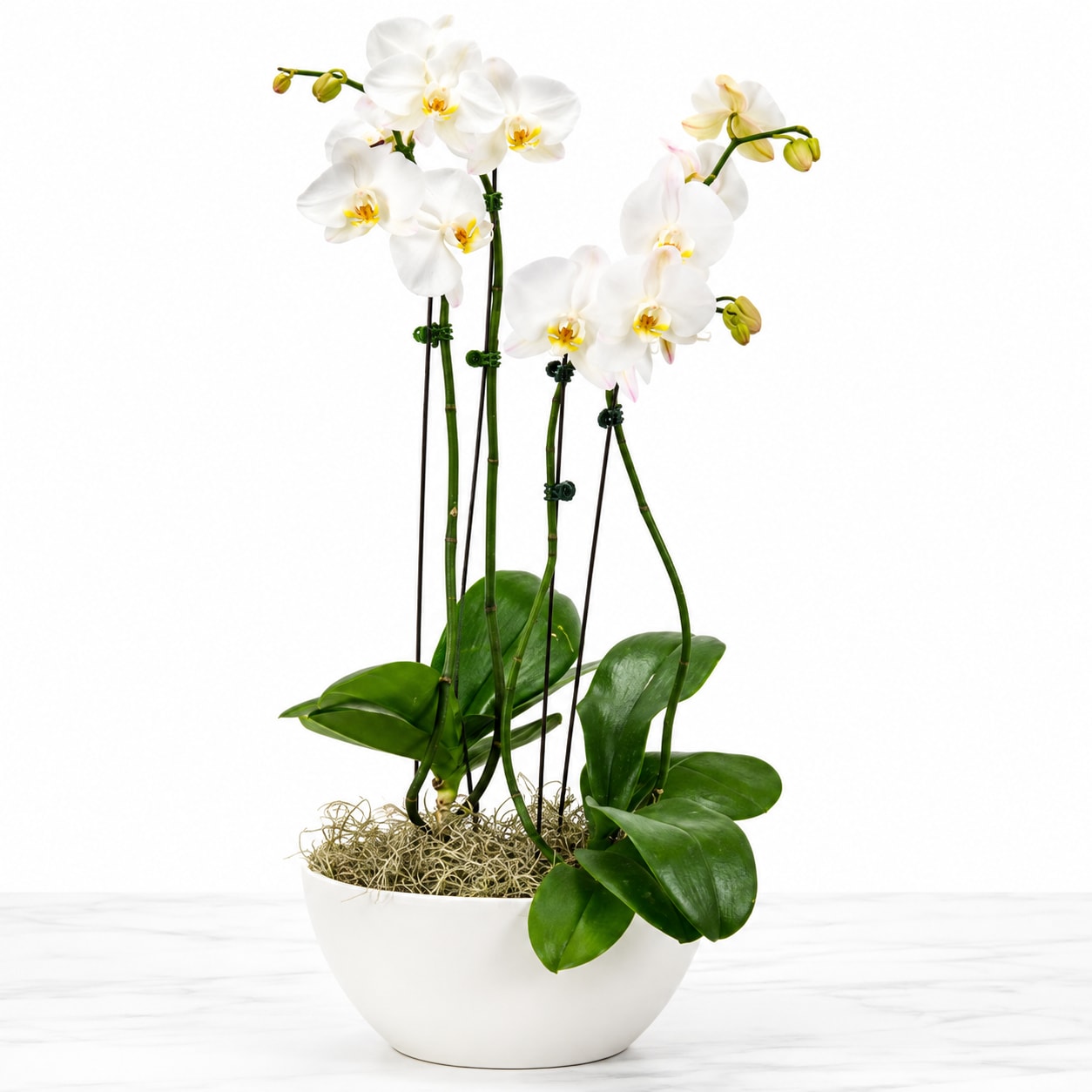 Double Orchid Plant