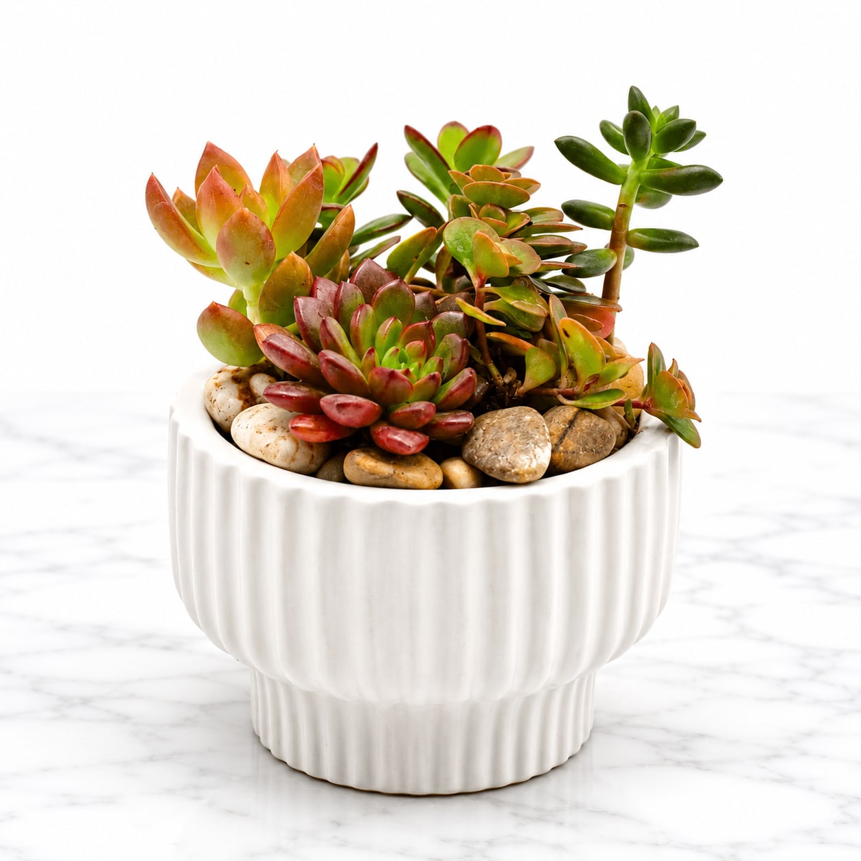 Succulent Garden