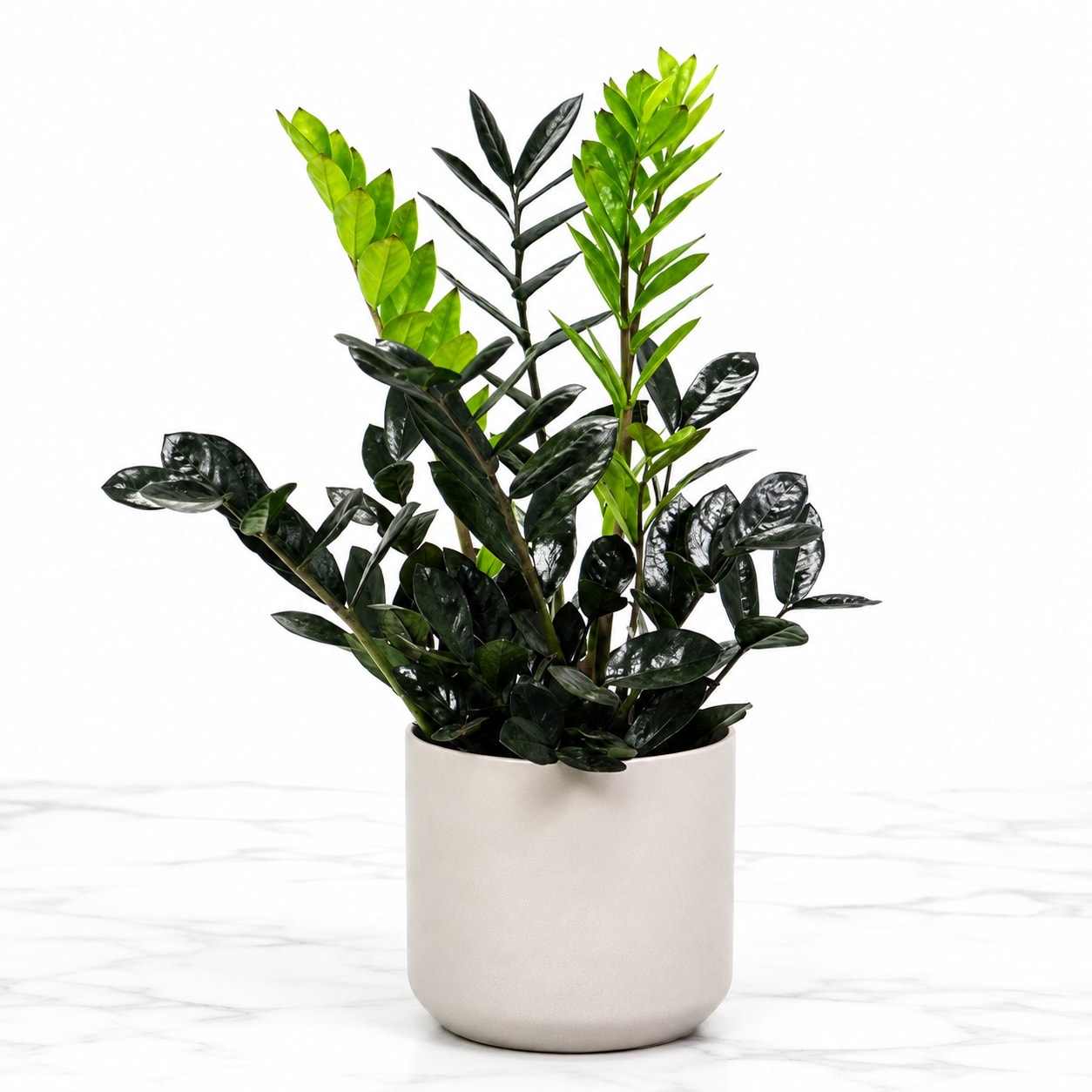 ZZ Plant