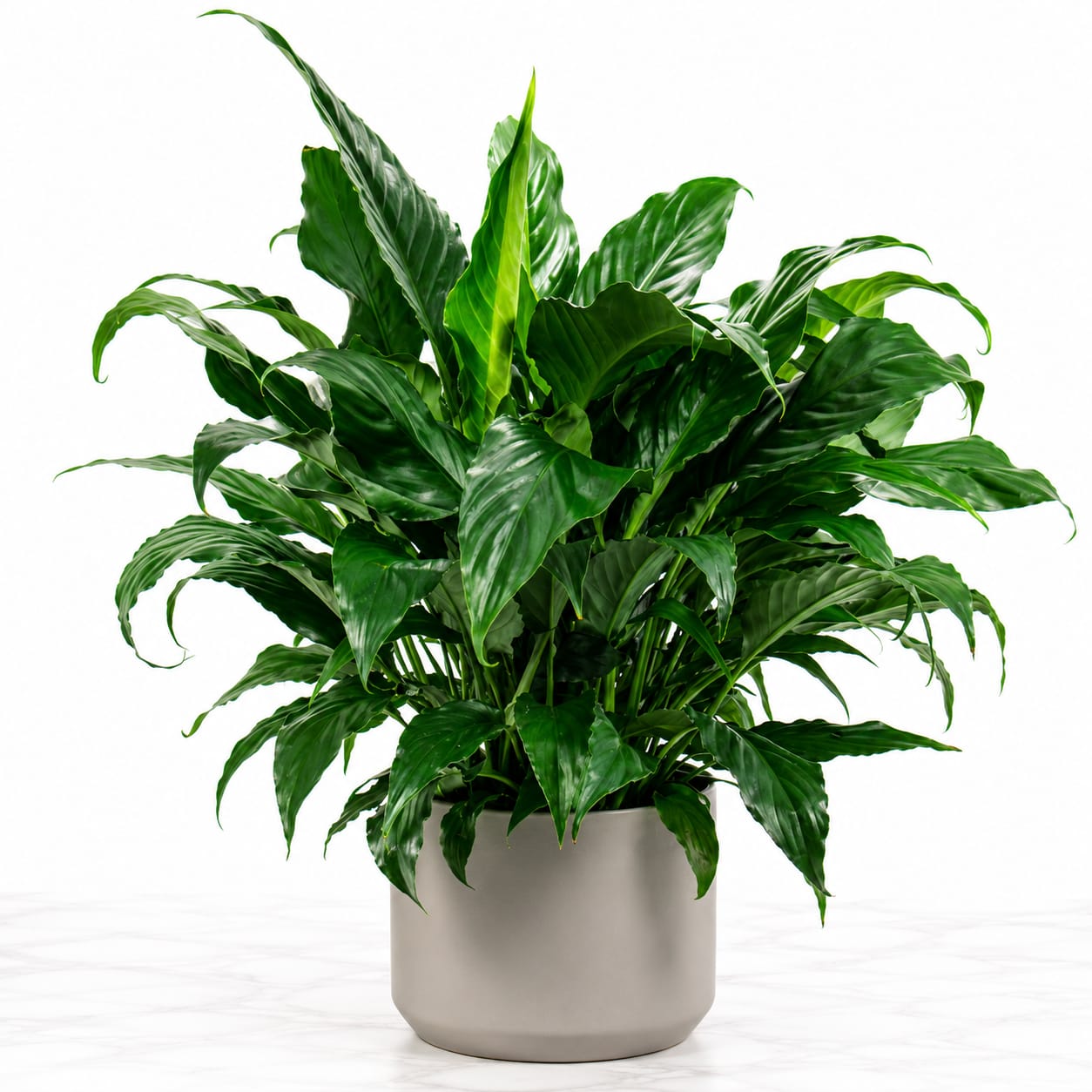 Peace Lily Plant