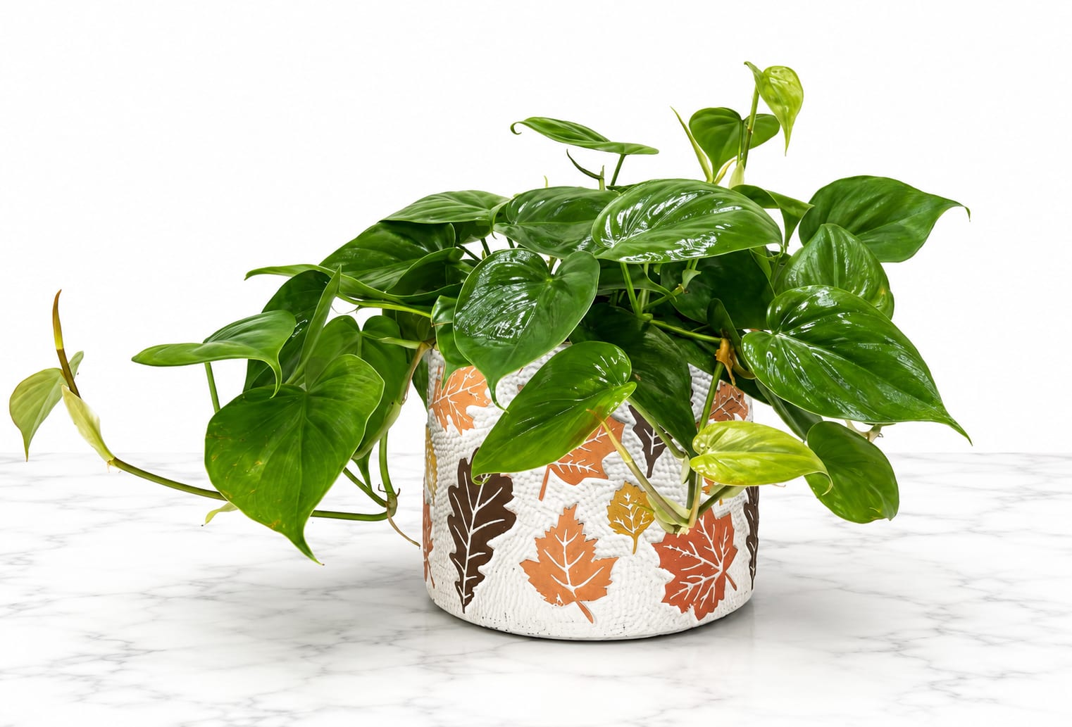 Heartleaf Philodendron 6"