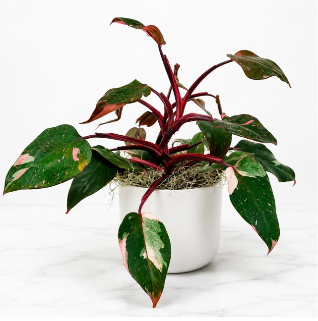 Philodendron Pink Princess