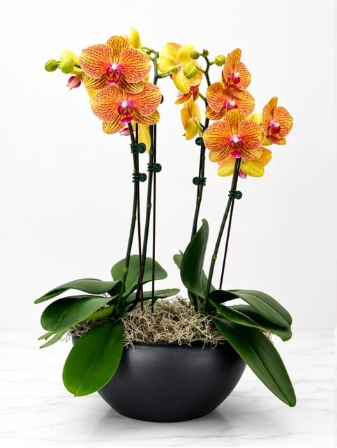 Double Orchid Plant
