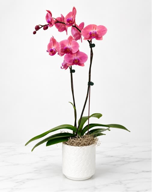 Orchid Plant