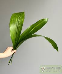Aspidistra