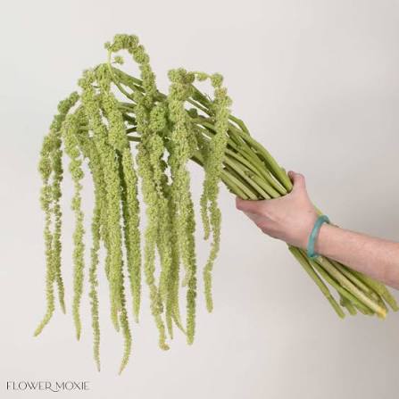 Amaranthus