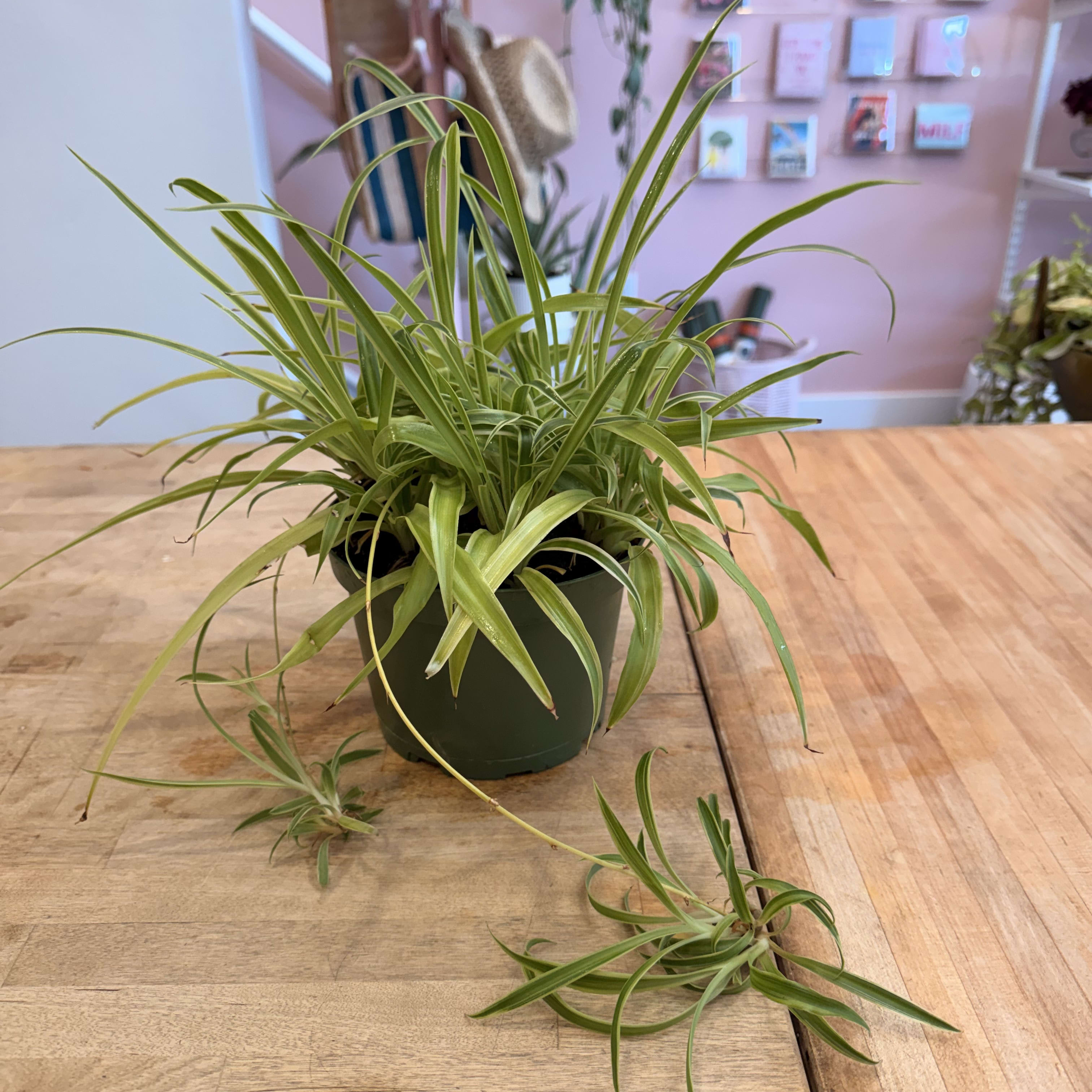 Snake Plant (6")