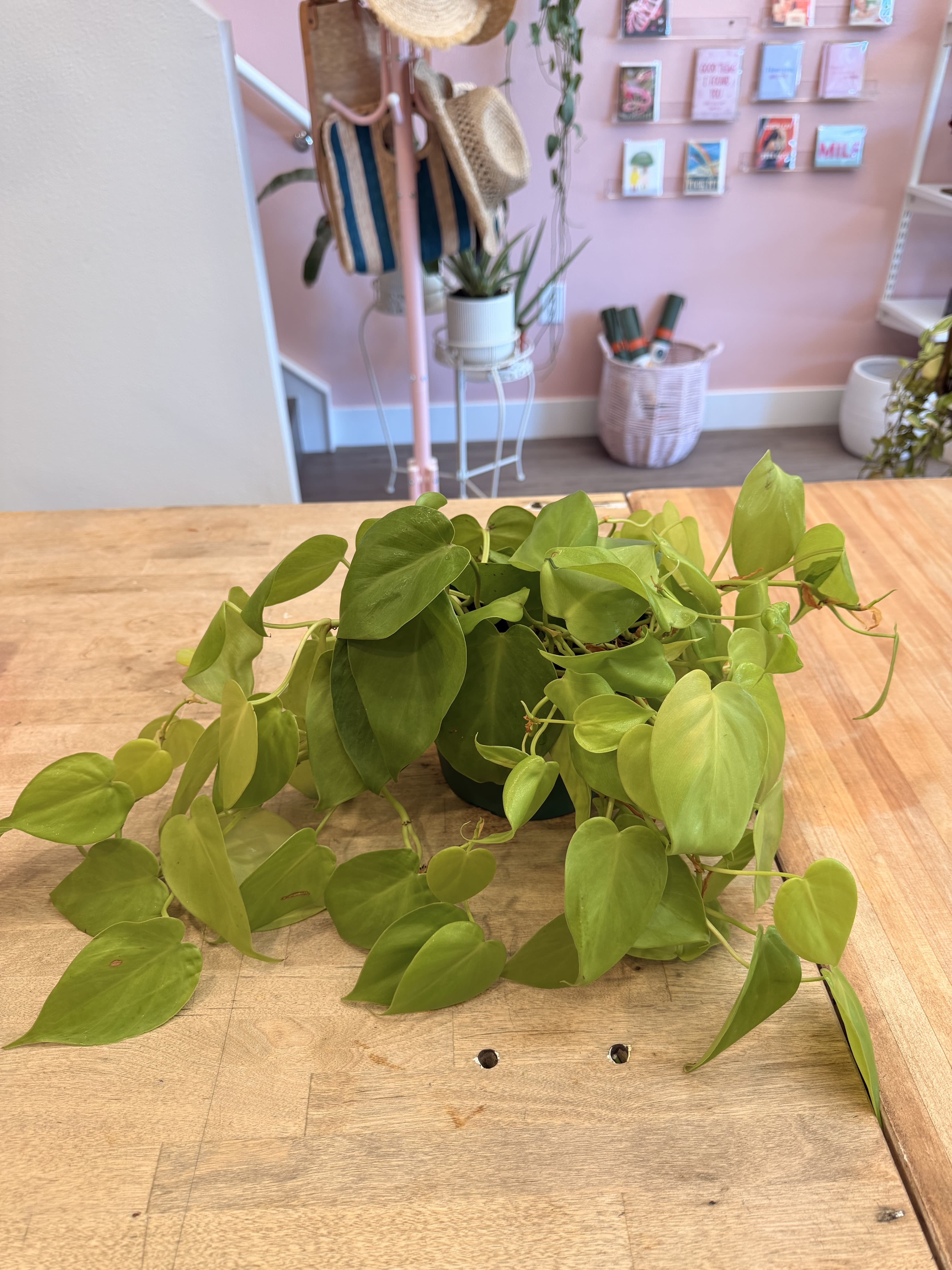 5" Lemon Philodendron