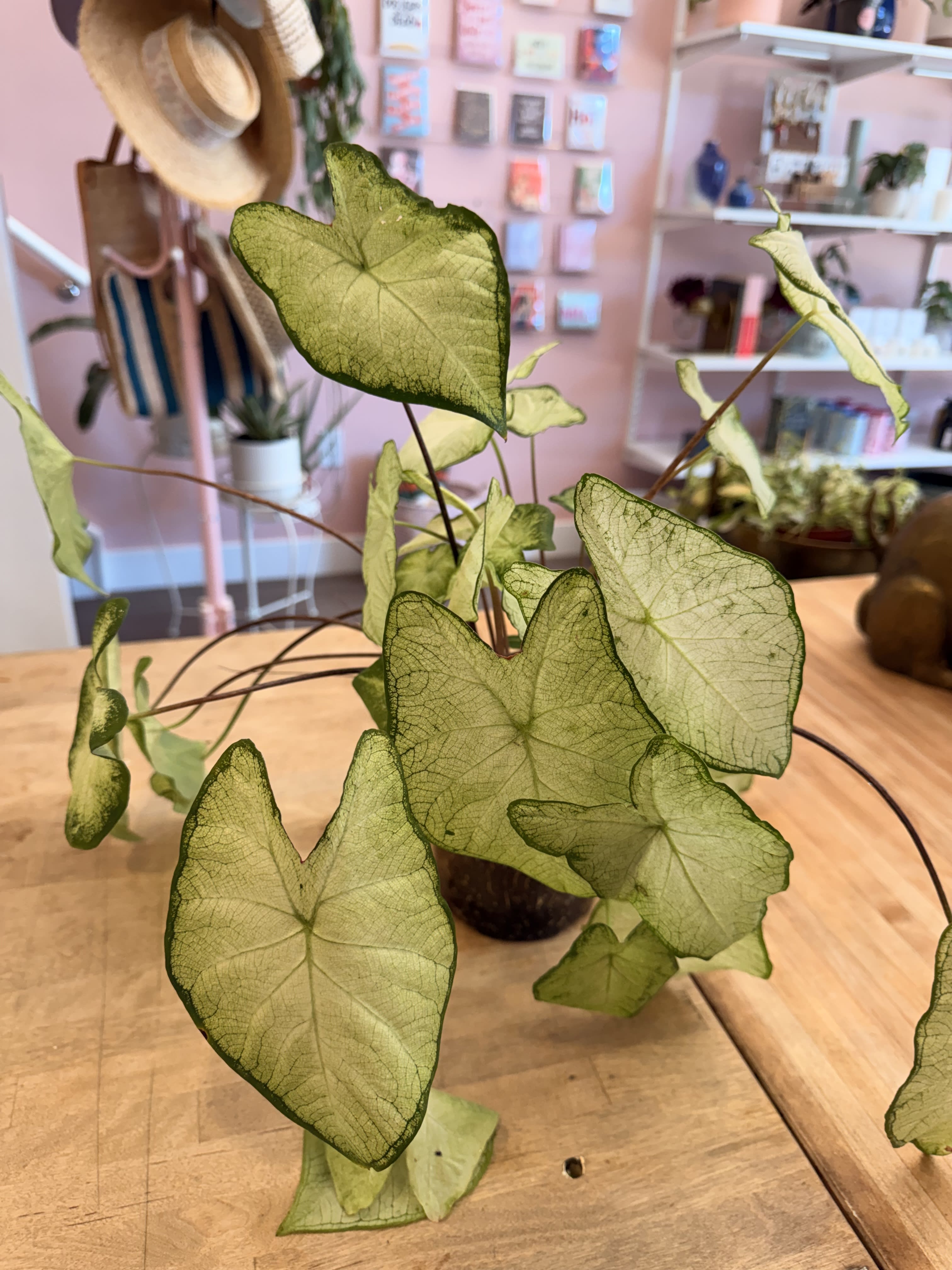 Caladium (6")