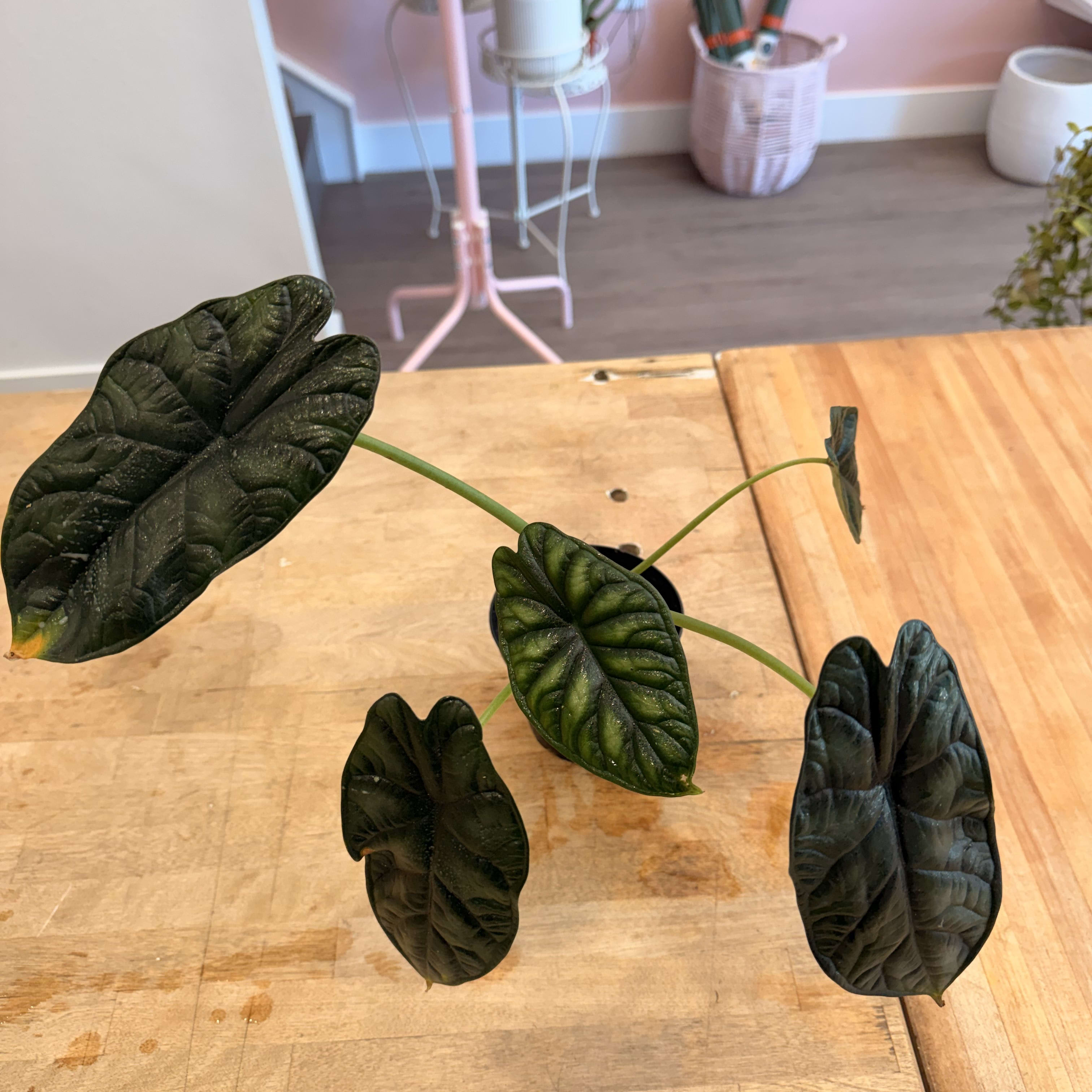 Alocasia Dragon Scale (4") Flower Bouquet