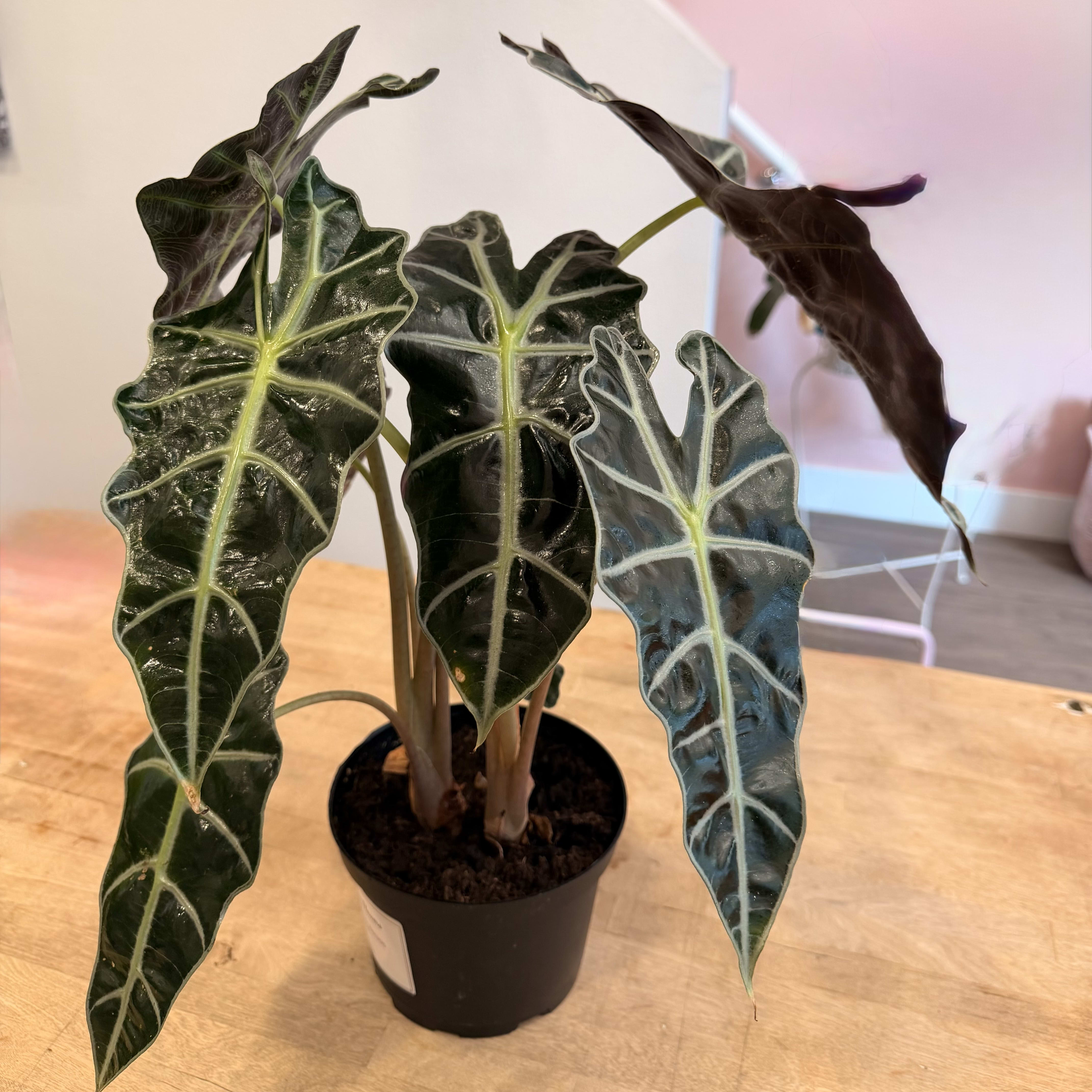 African Mask Alocasia