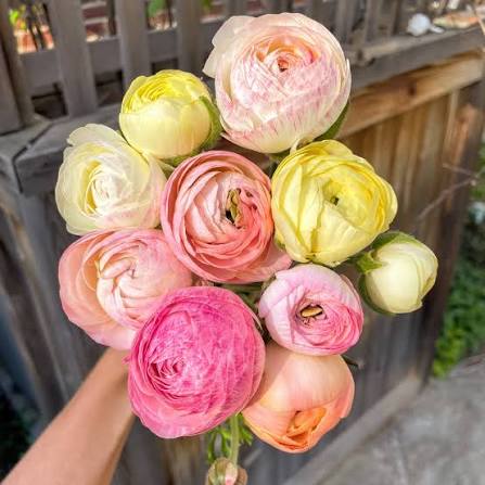 Ranunculus Flower Bouquet