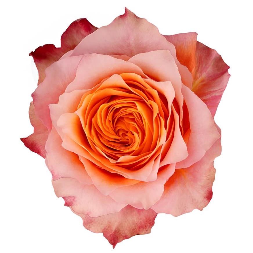 Orange Roses Flower Bouquet