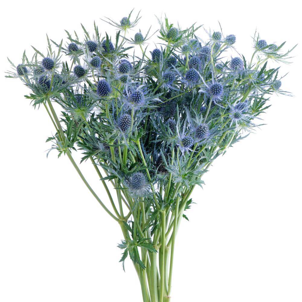 Eryngium Flower Bouquet