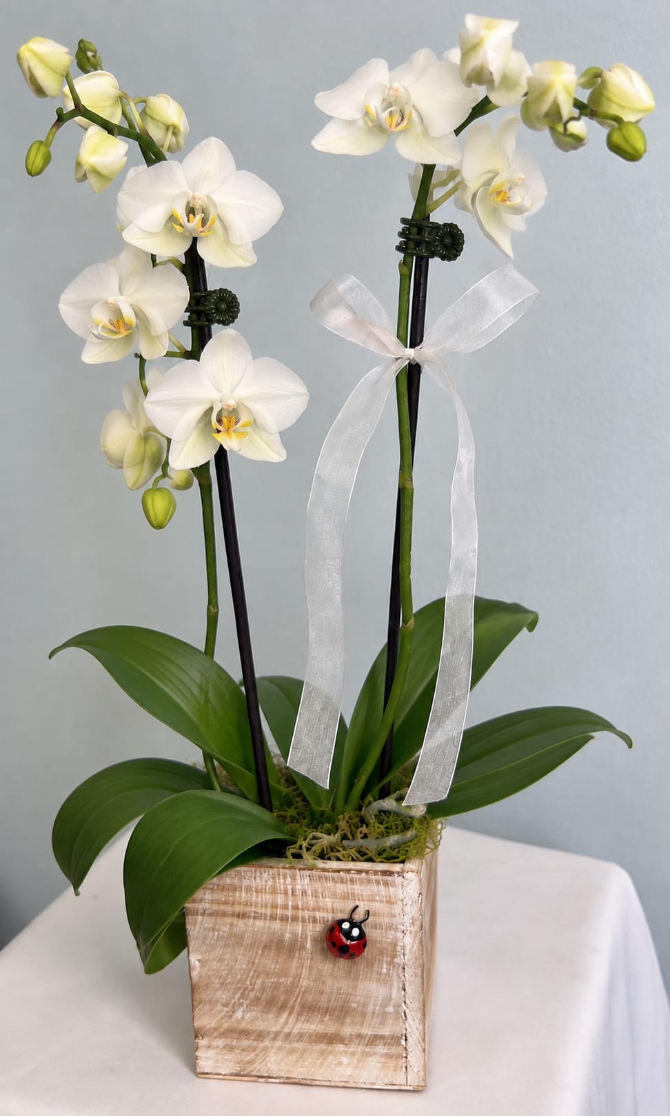 Whte Orchid