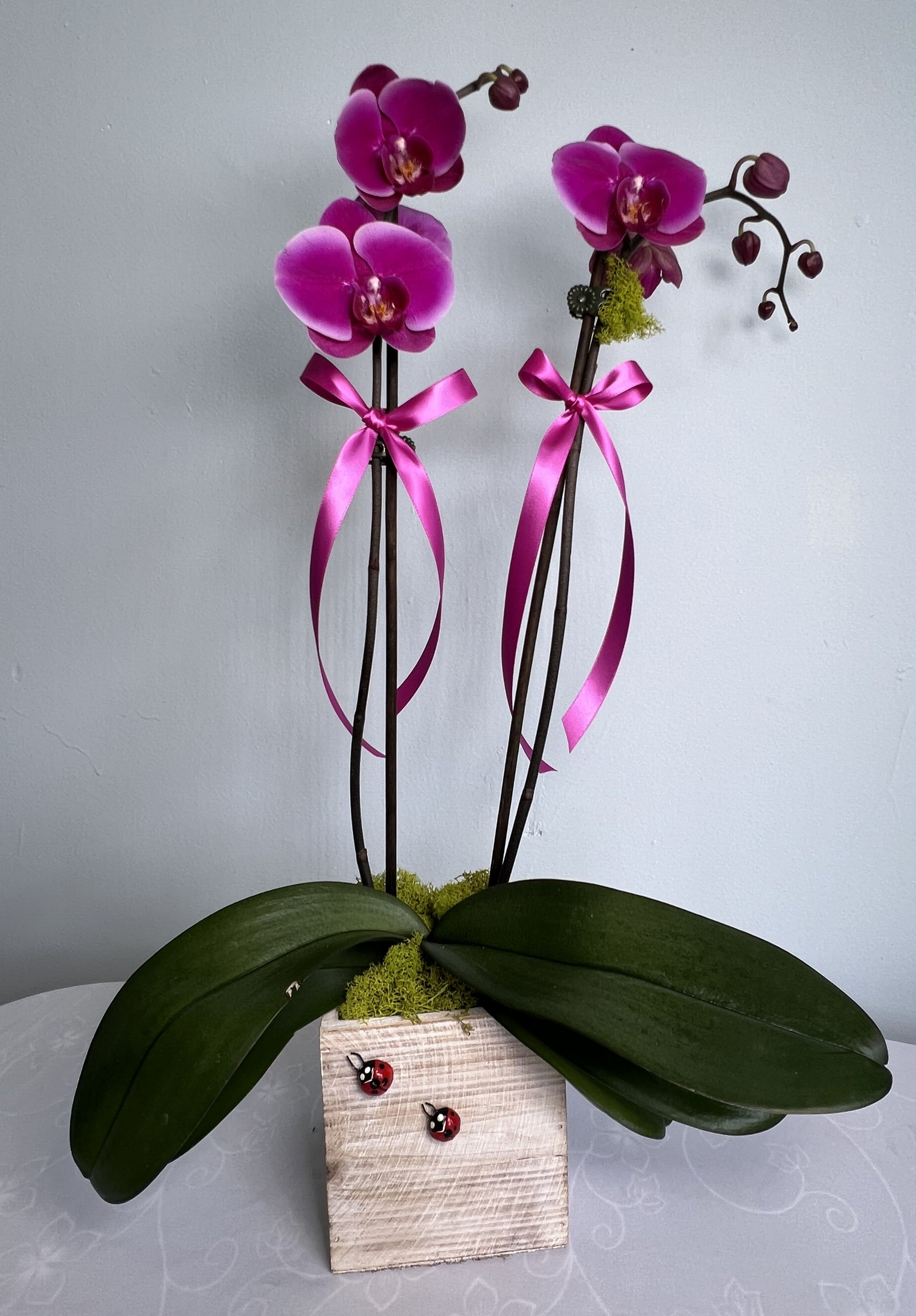 Purple Orchid