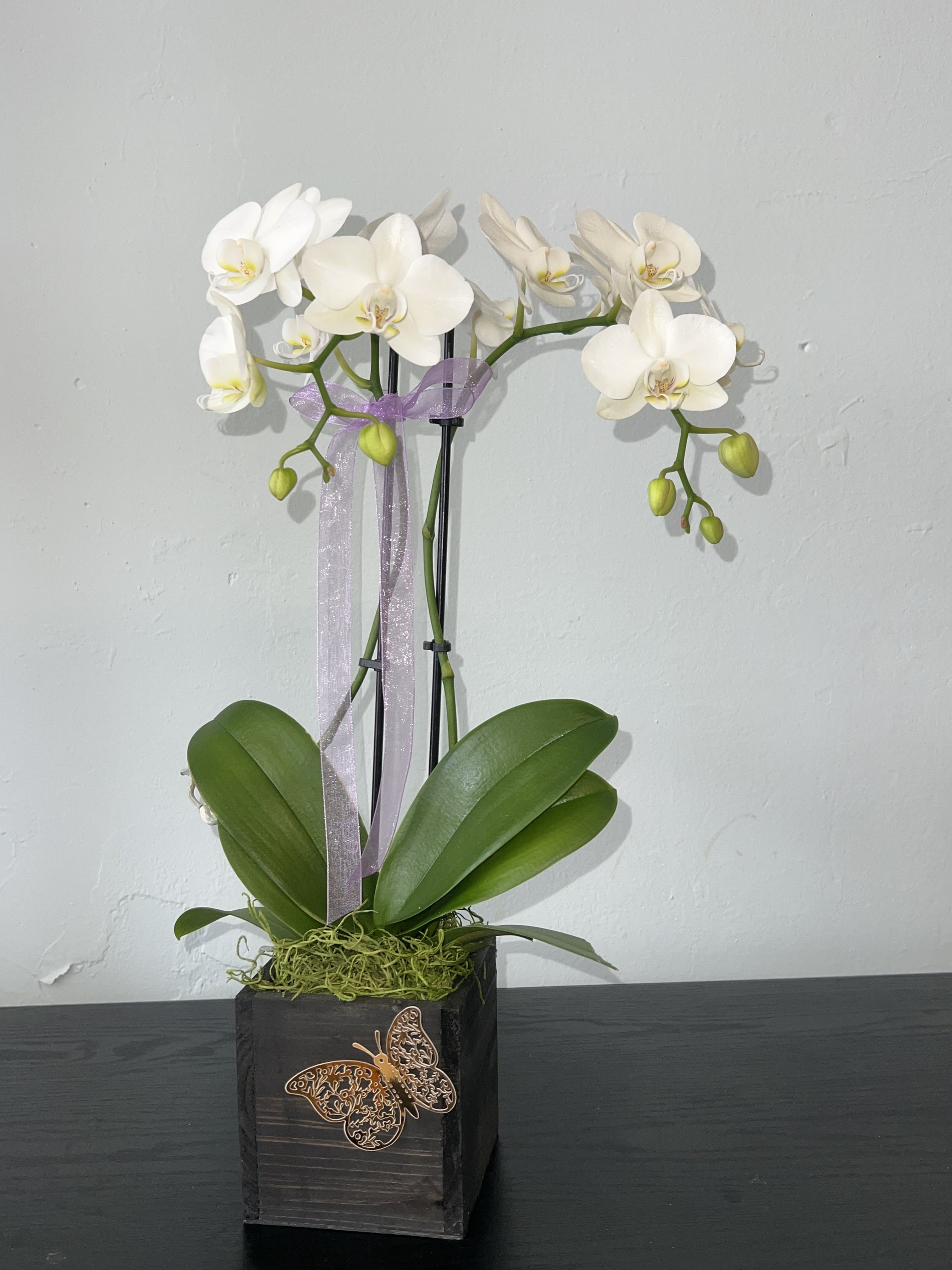 Small Beautiful White Orchid