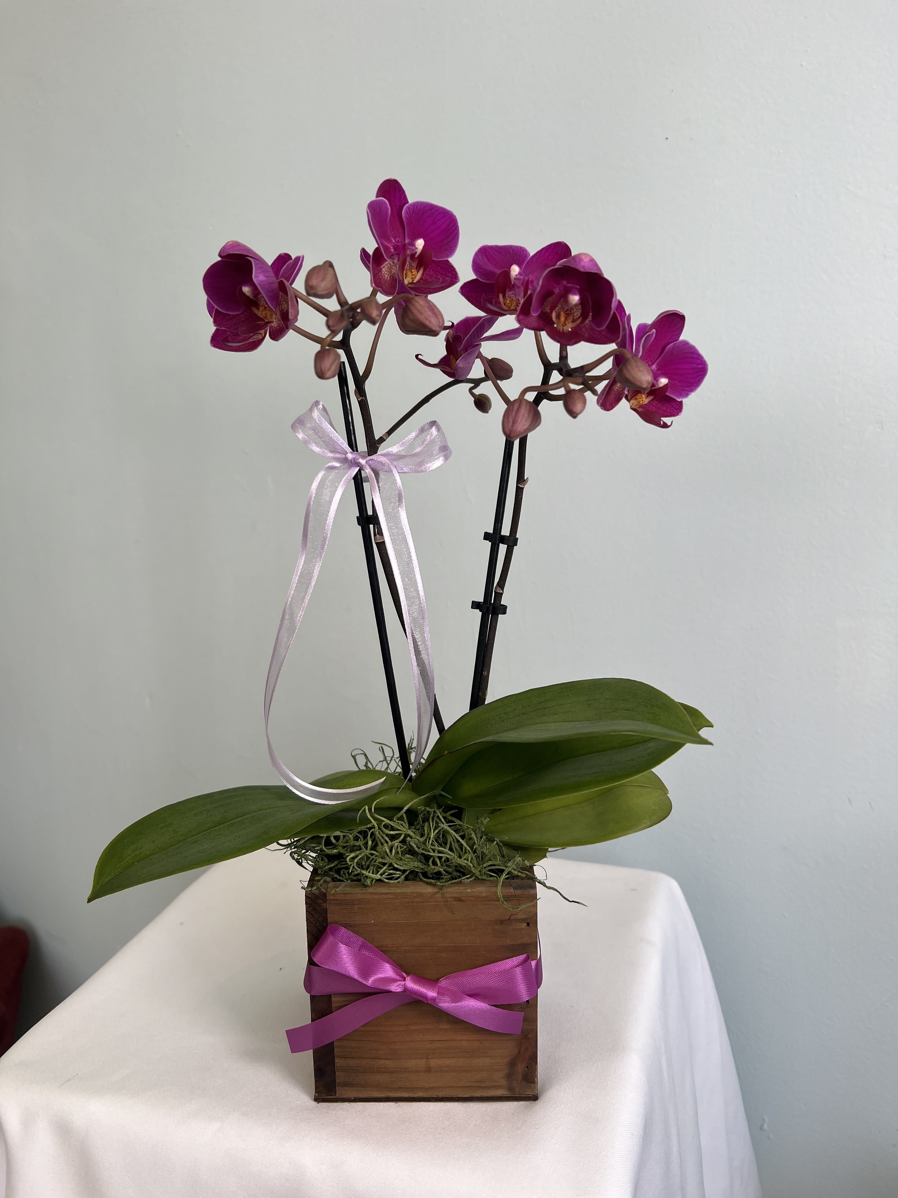 Small Beautiful Purple Orchid