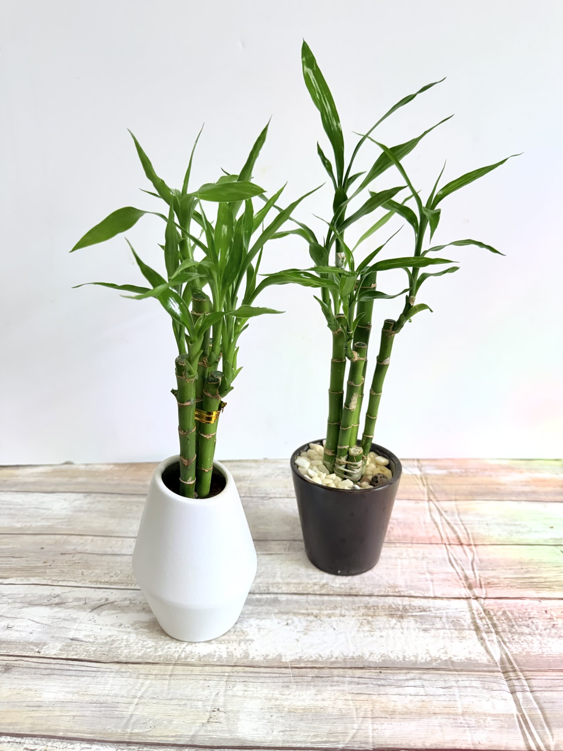 Bamboo Plant