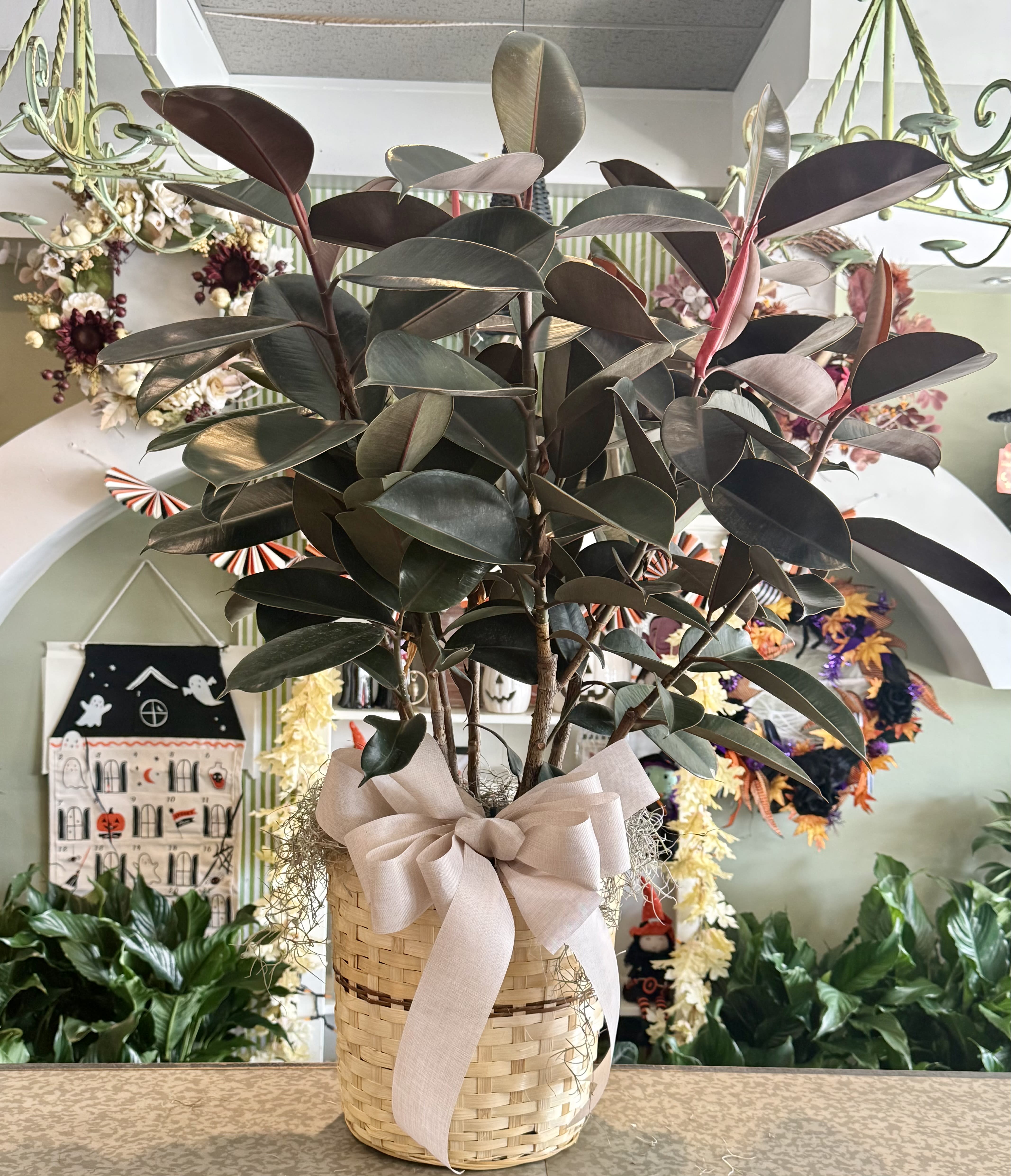 10" Ficus Rubber Burgundy Bush