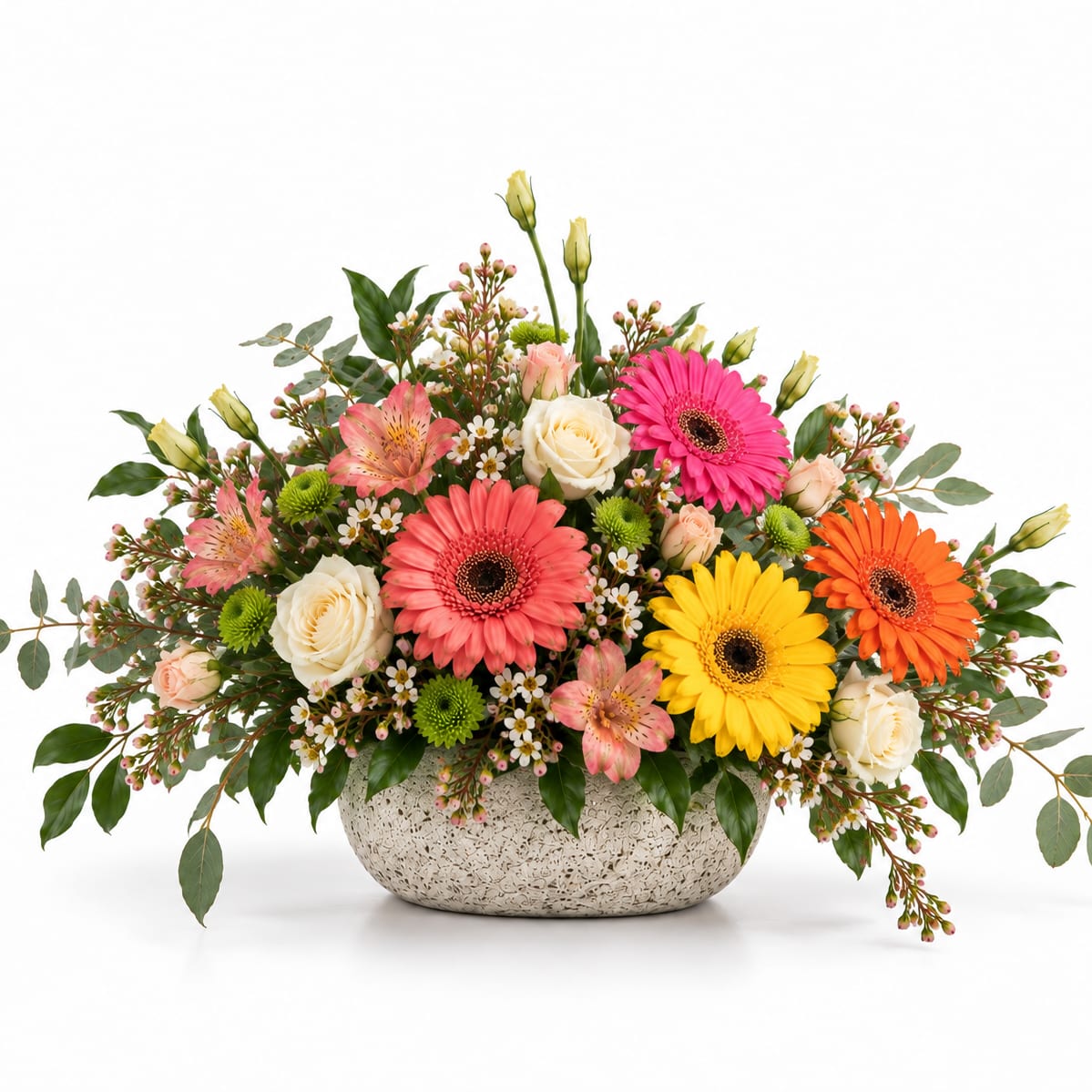 Gerbera Jubilee