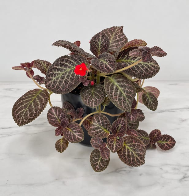 Flame Violet Flower Bouquet
