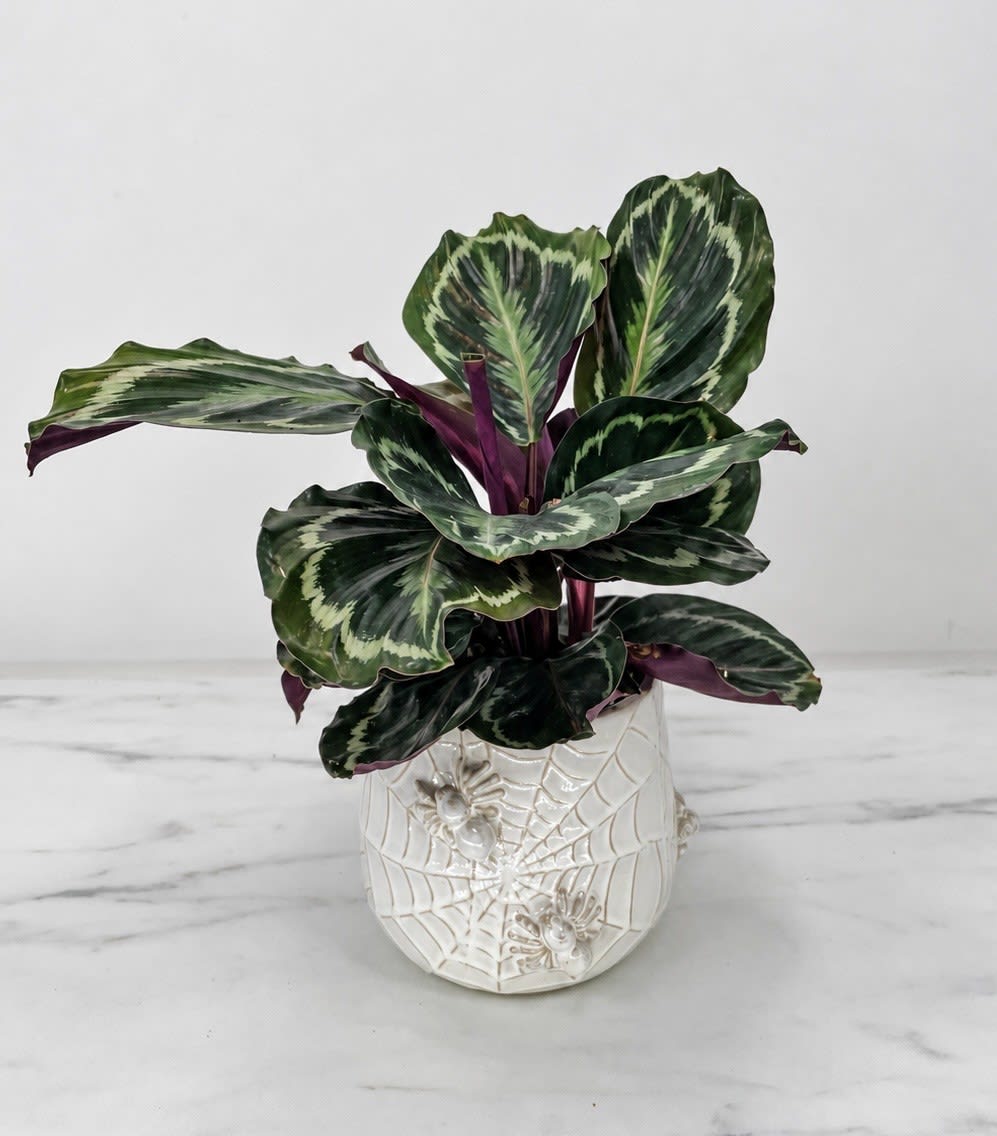 Calathea Flower Bouquet